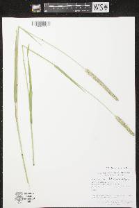 Image of Phleum pratense