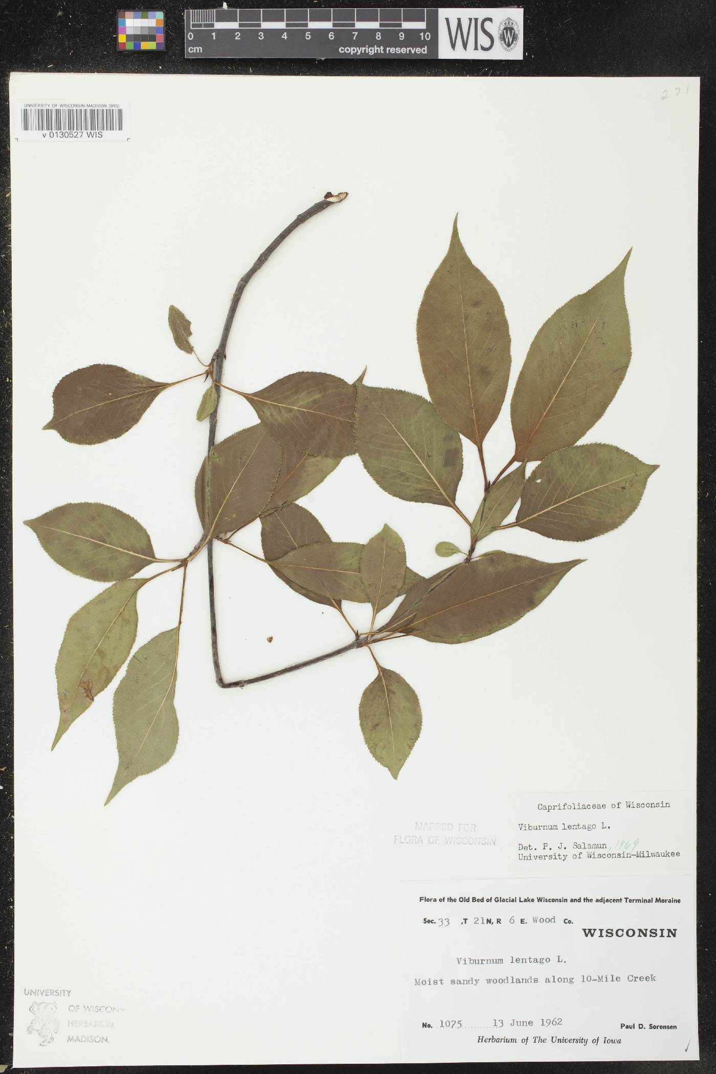 Viburnum lentago image