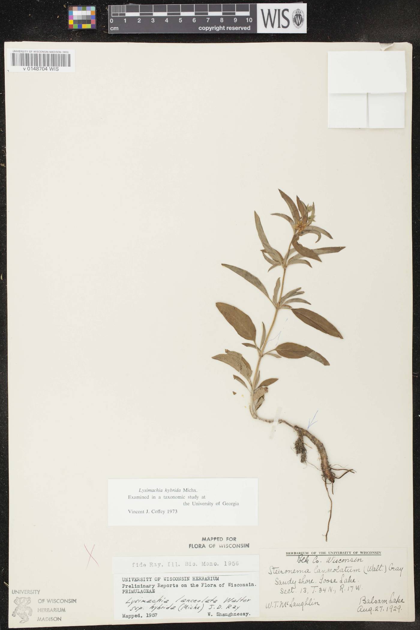 Lysimachia hybrida image