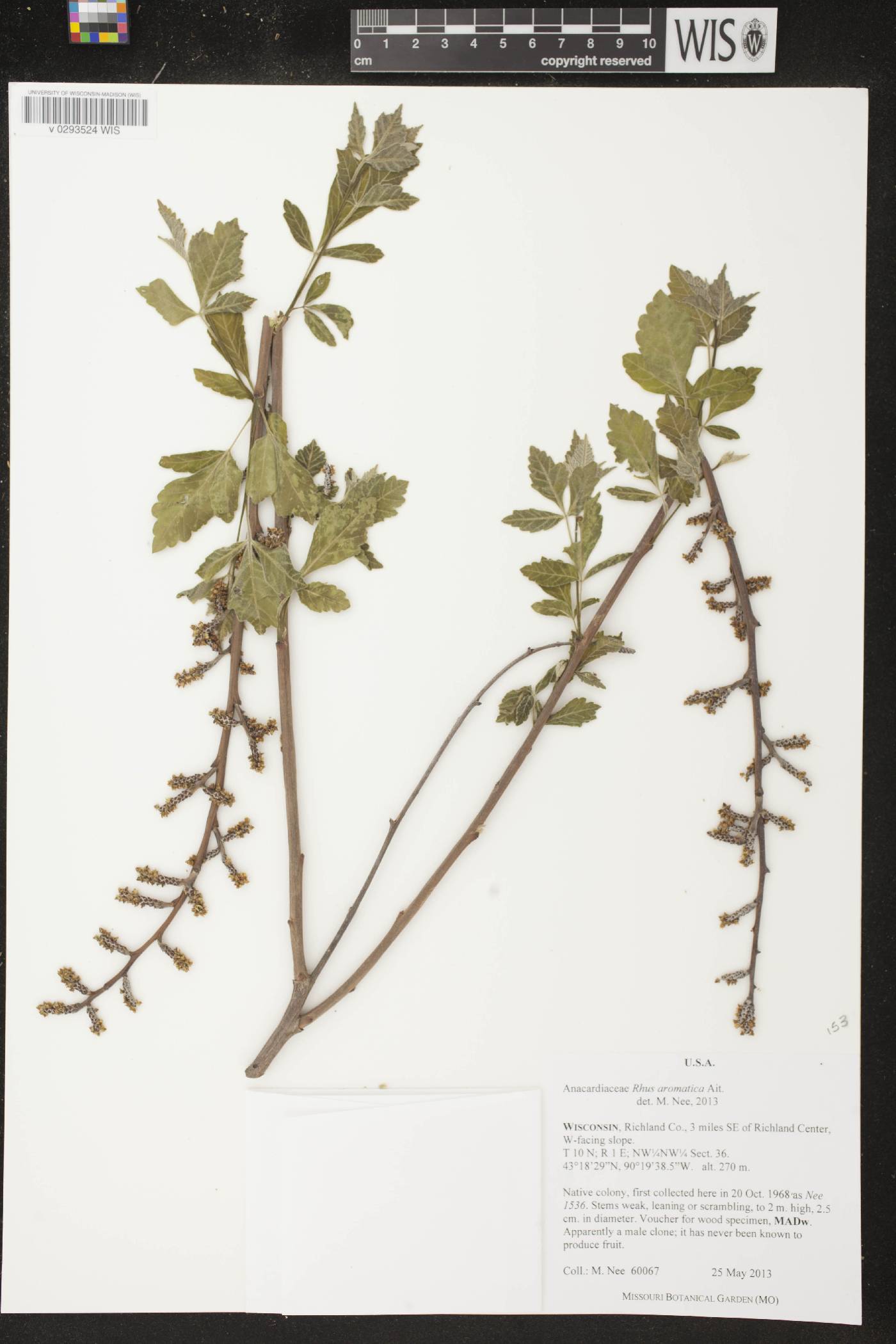 Rhus aromatica image