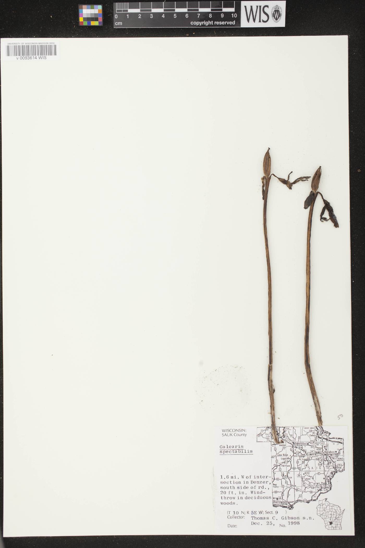 Galearis spectabilis image