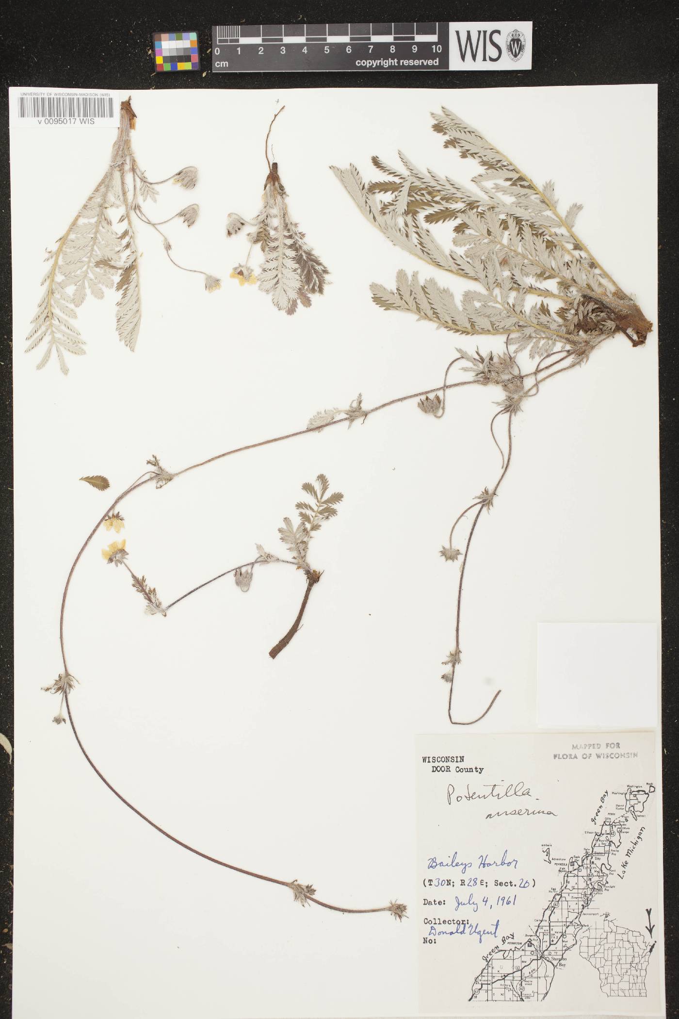 Potentilla anserina subsp. anserina image