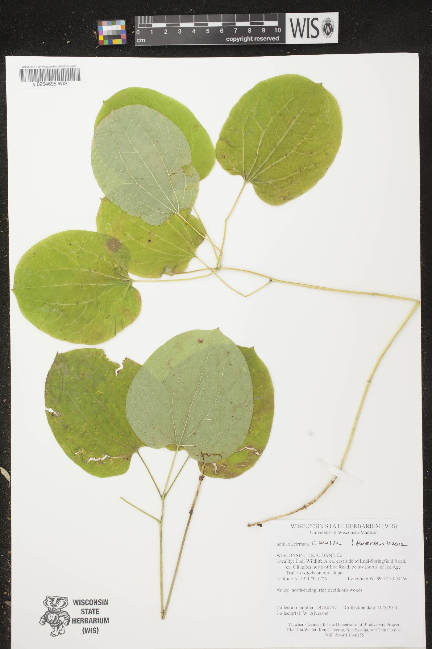 Smilax ecirrhata image