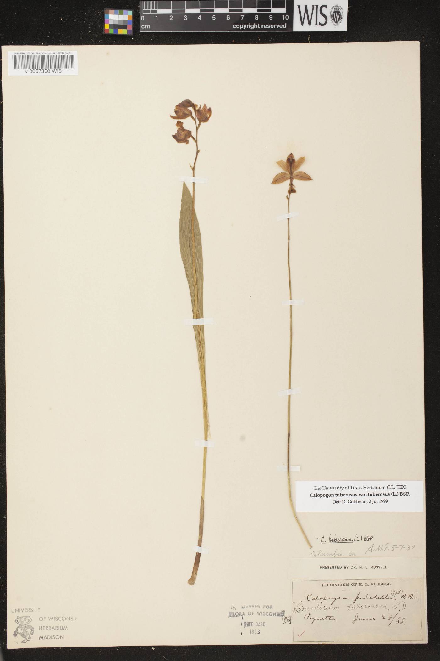 Calopogon tuberosus var. tuberosus image
