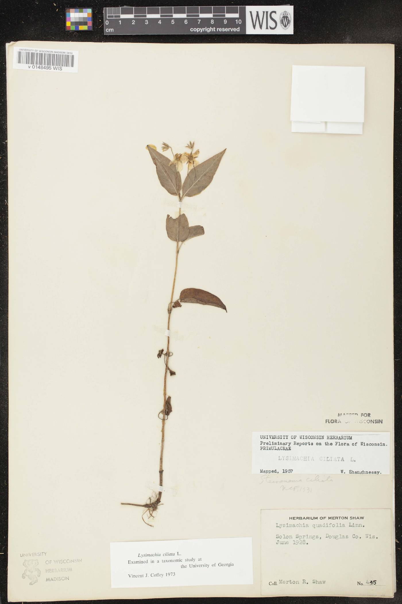 Lysimachia ciliata image