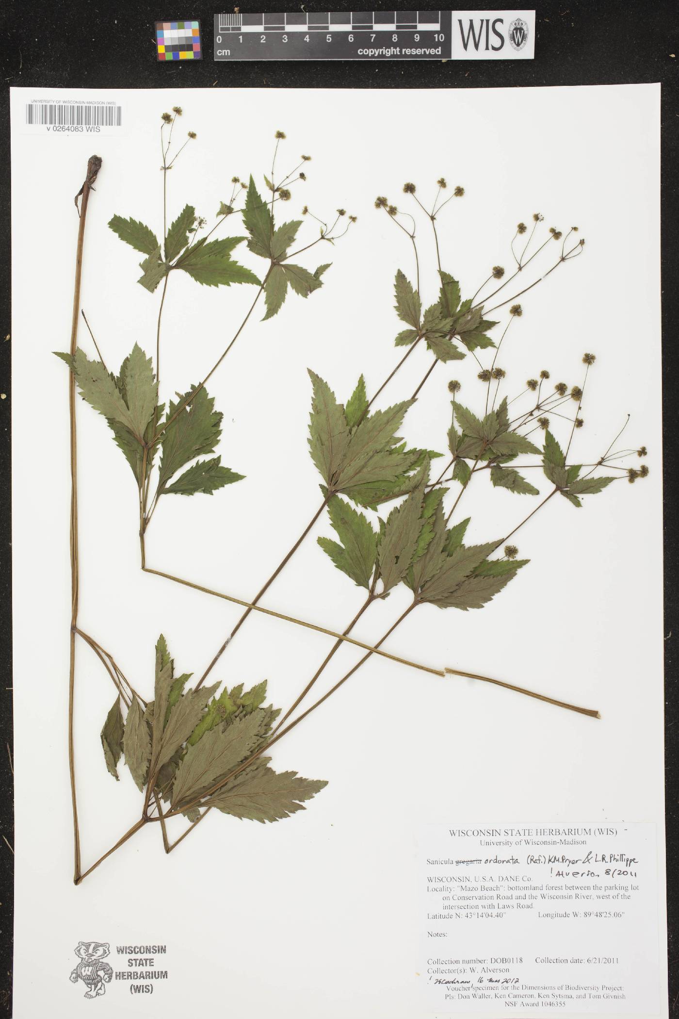 Sanicula odorata image