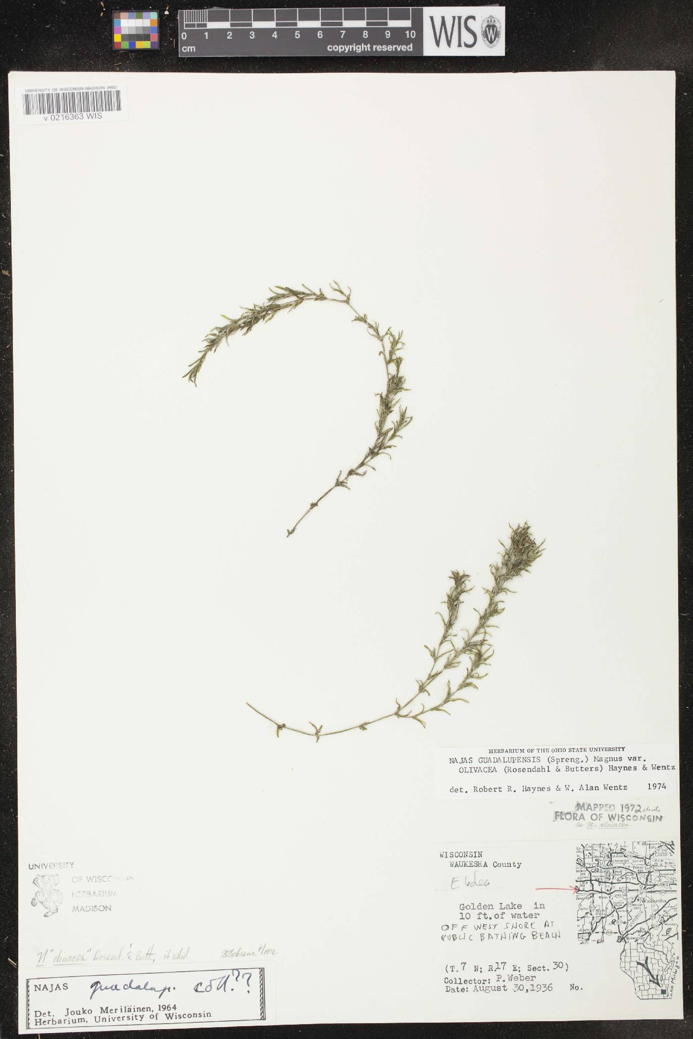 Najas guadalupensis subsp. olivacea image