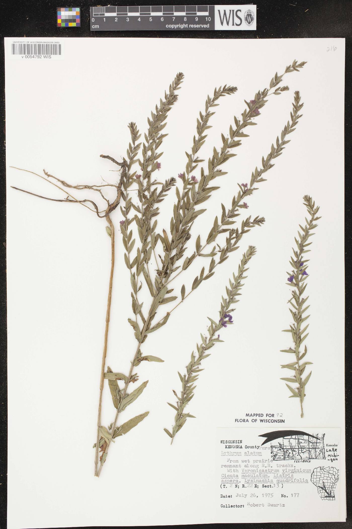 Lythrum alatum var. alatum image