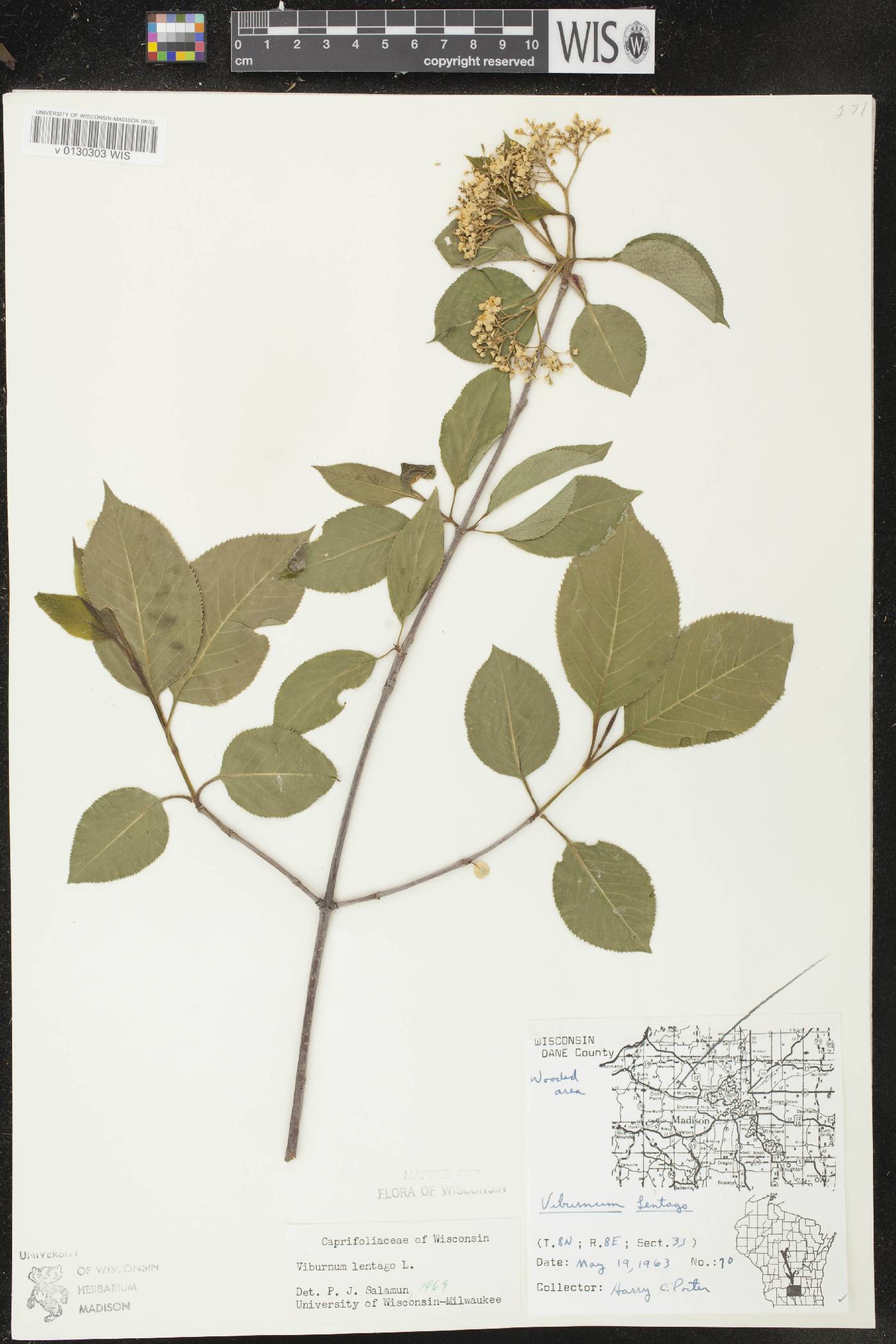 Viburnum lentago image
