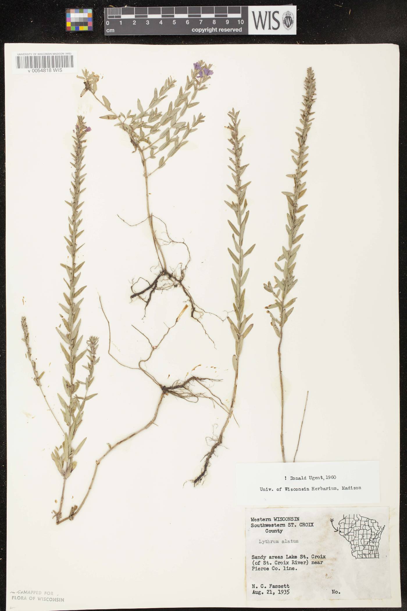 Lythrum alatum var. alatum image