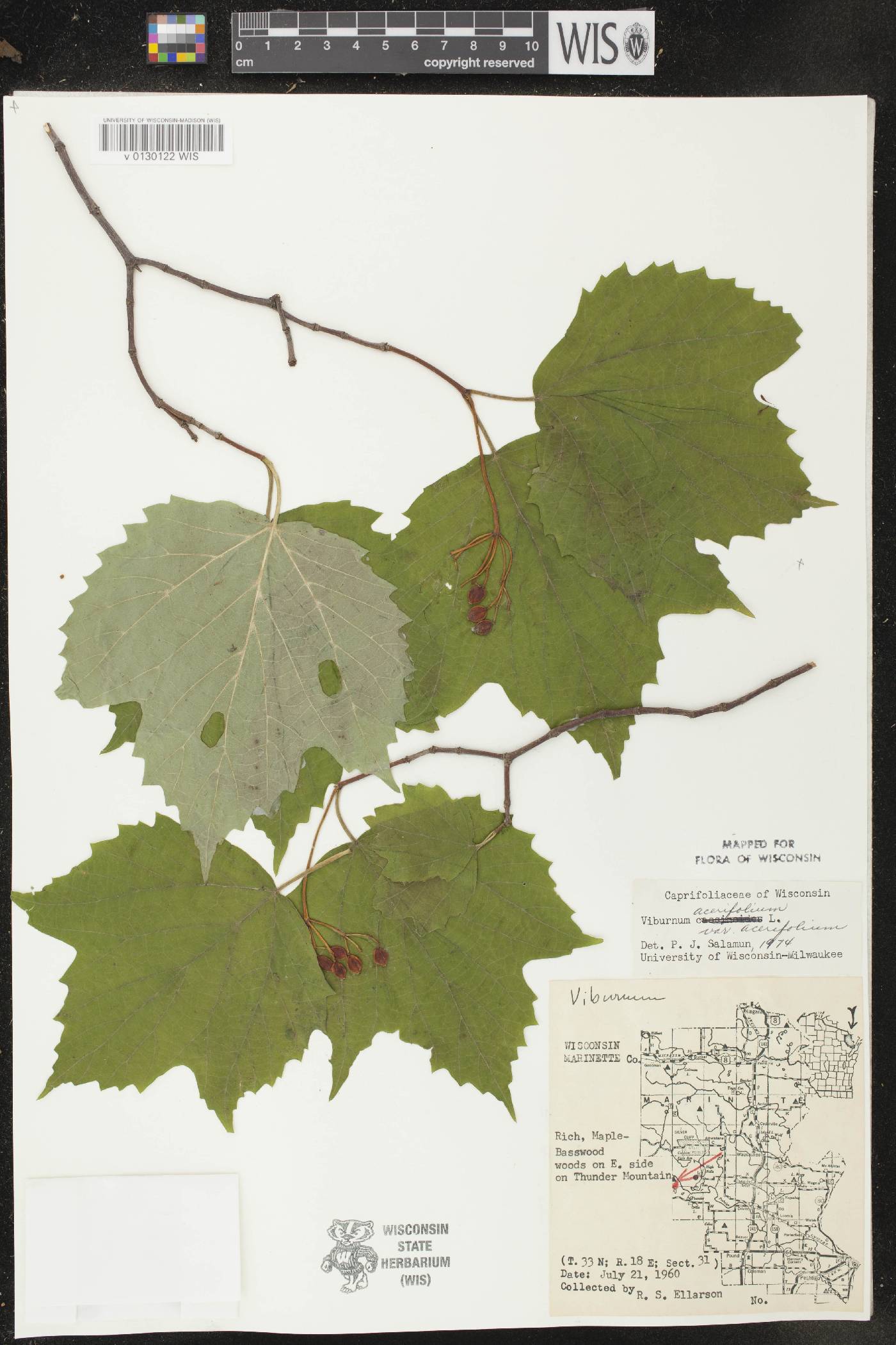 Viburnum acerifolium image