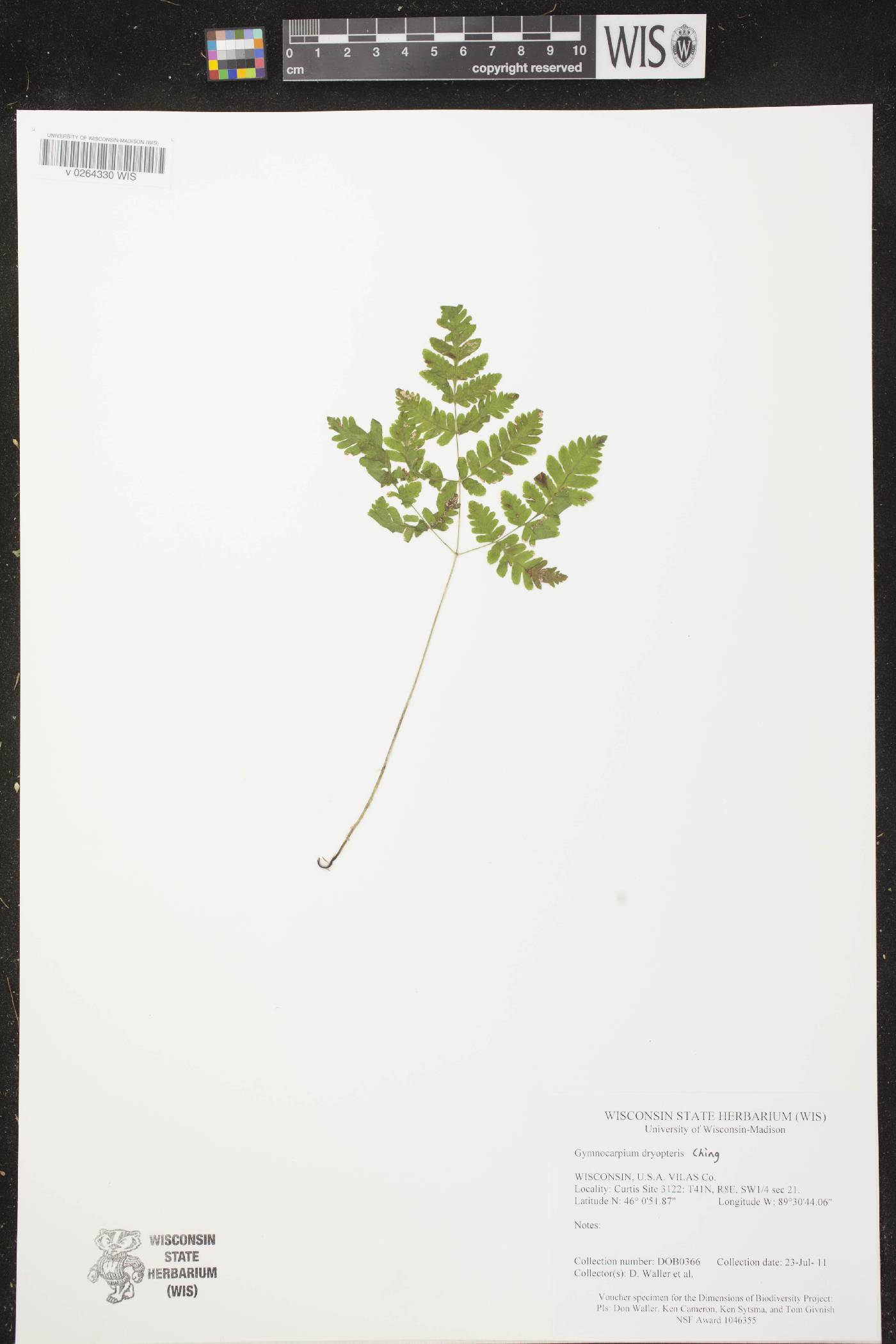 Gymnocarpium dryopteris image