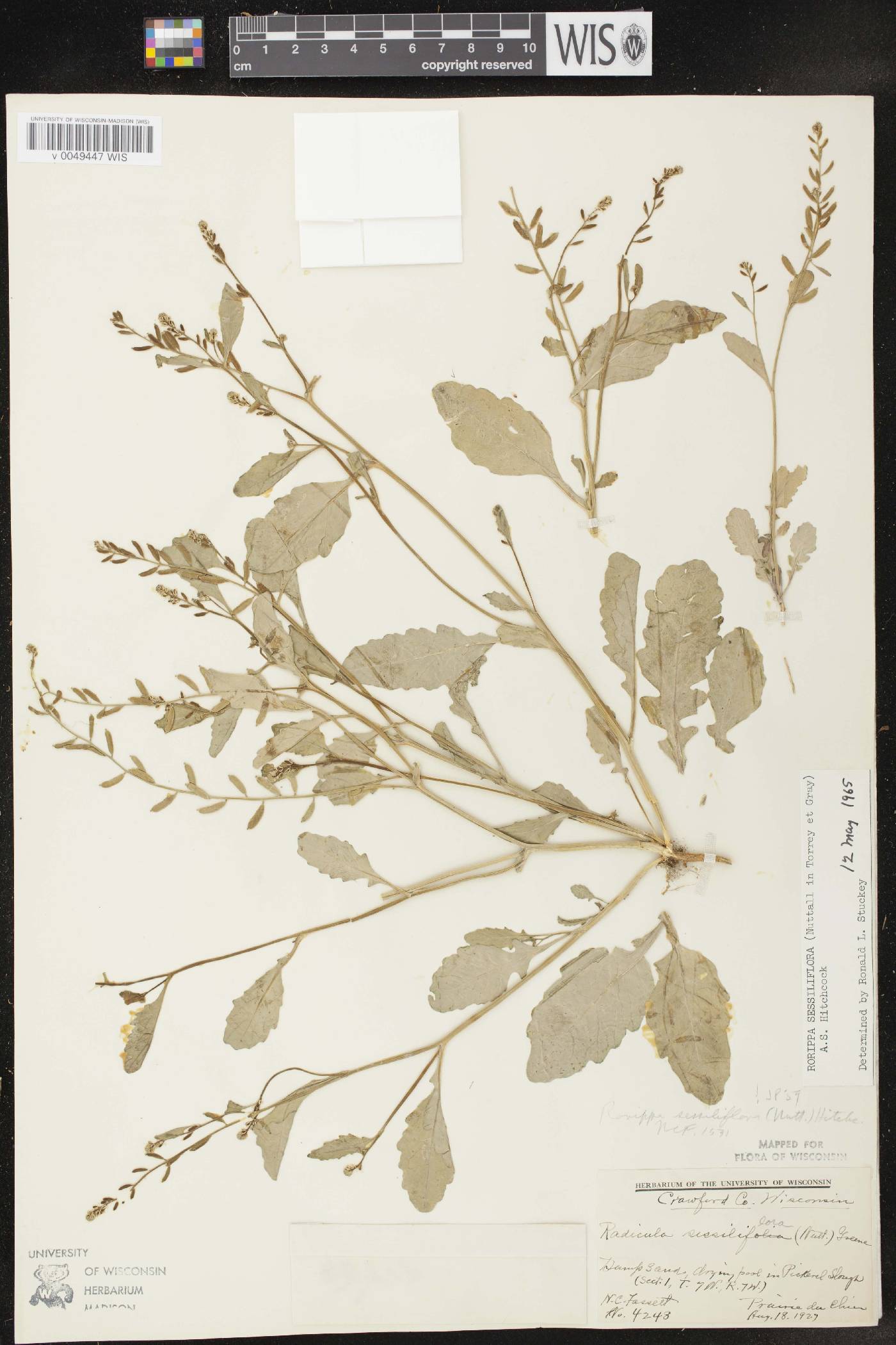 Rorippa sessiliflora image