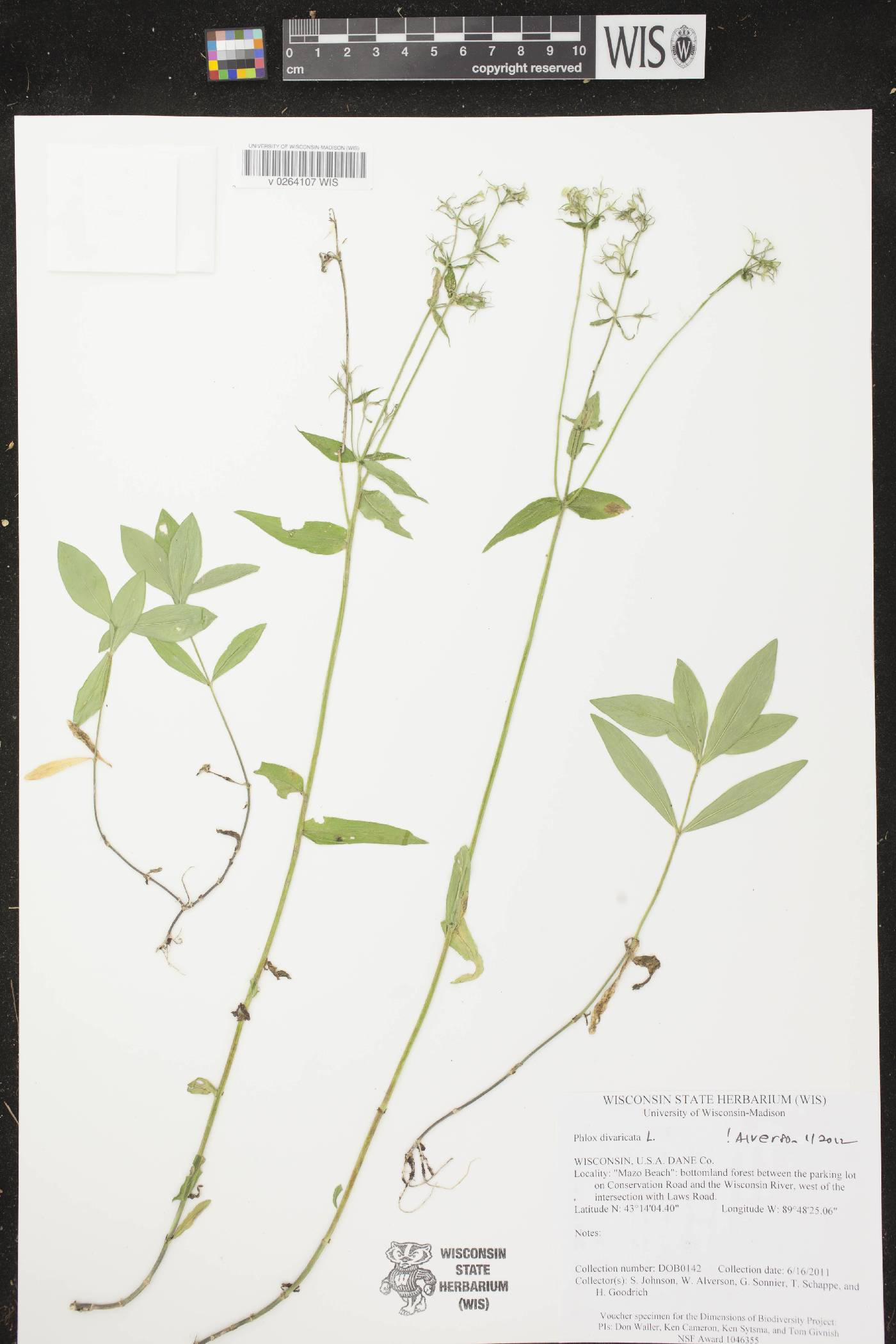 Phlox divaricata image