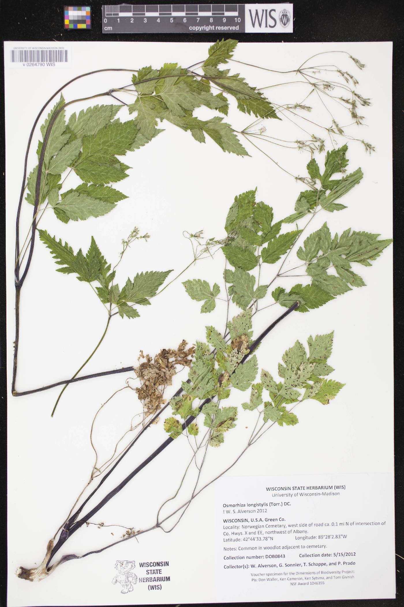 Osmorhiza longistylis image