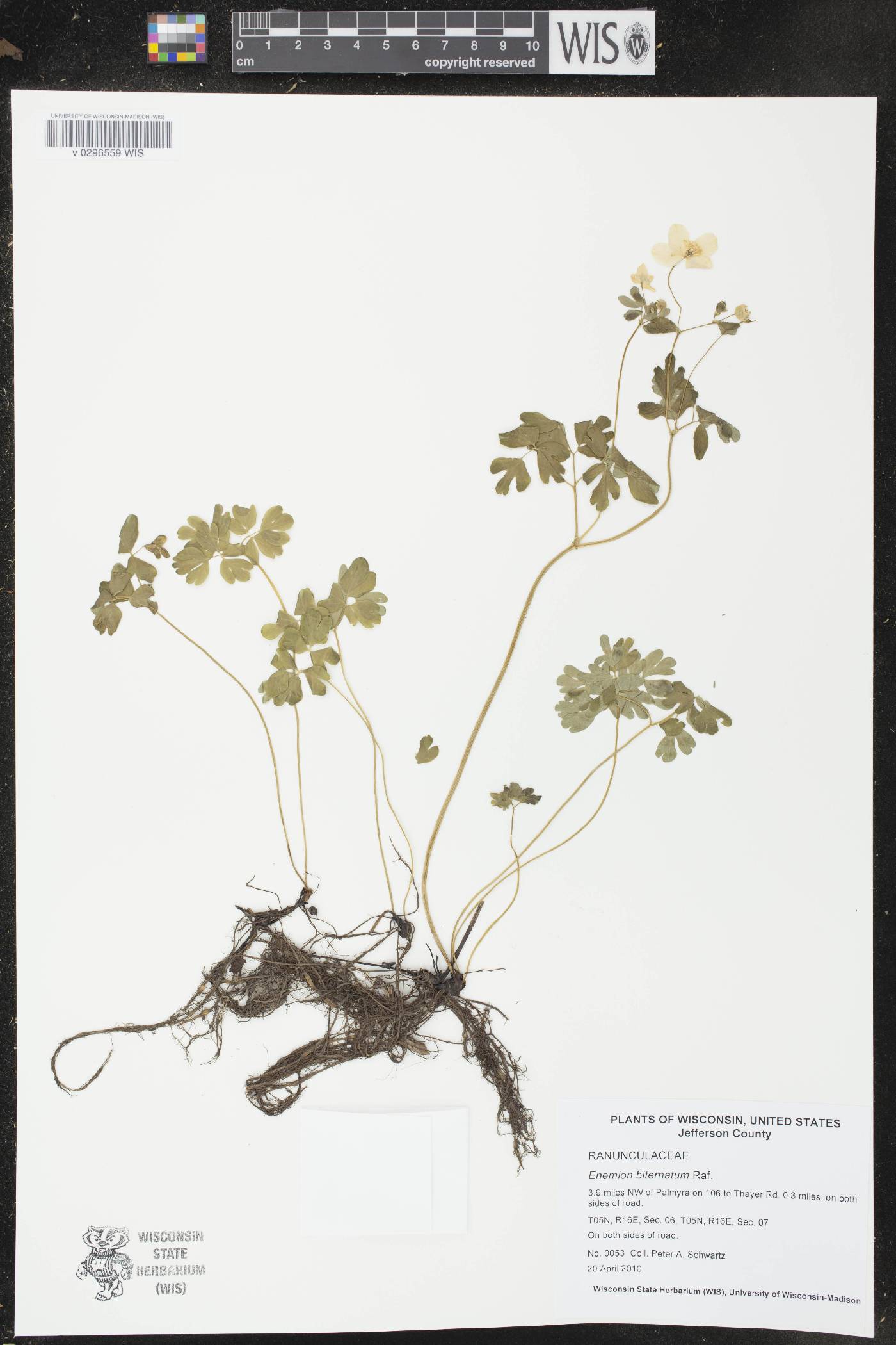 Enemion biternatum image