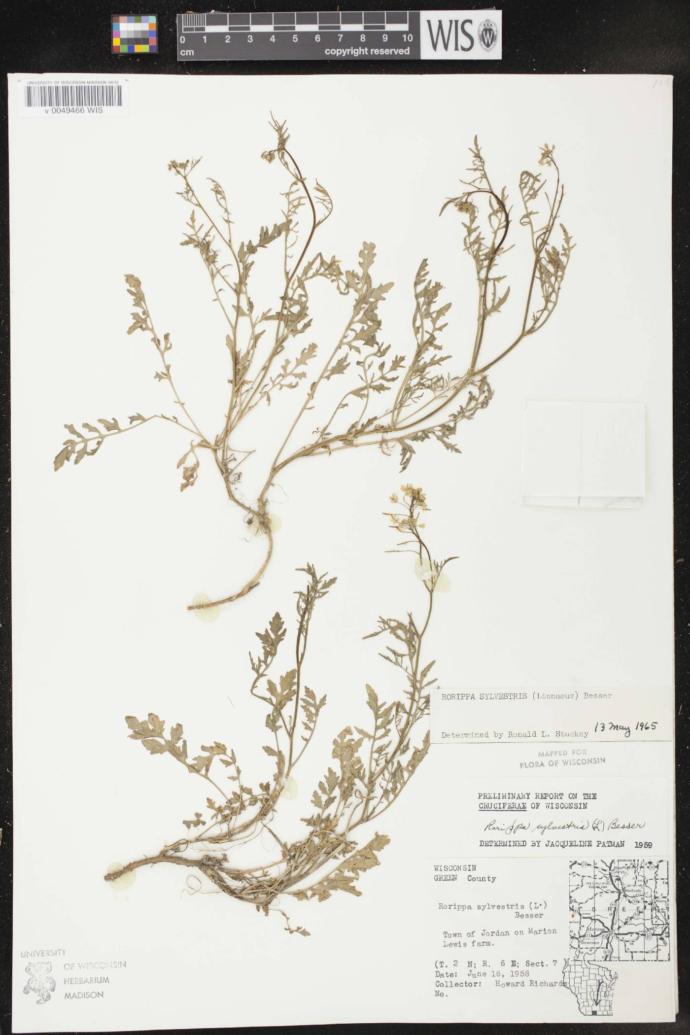 Rorippa sylvestris image