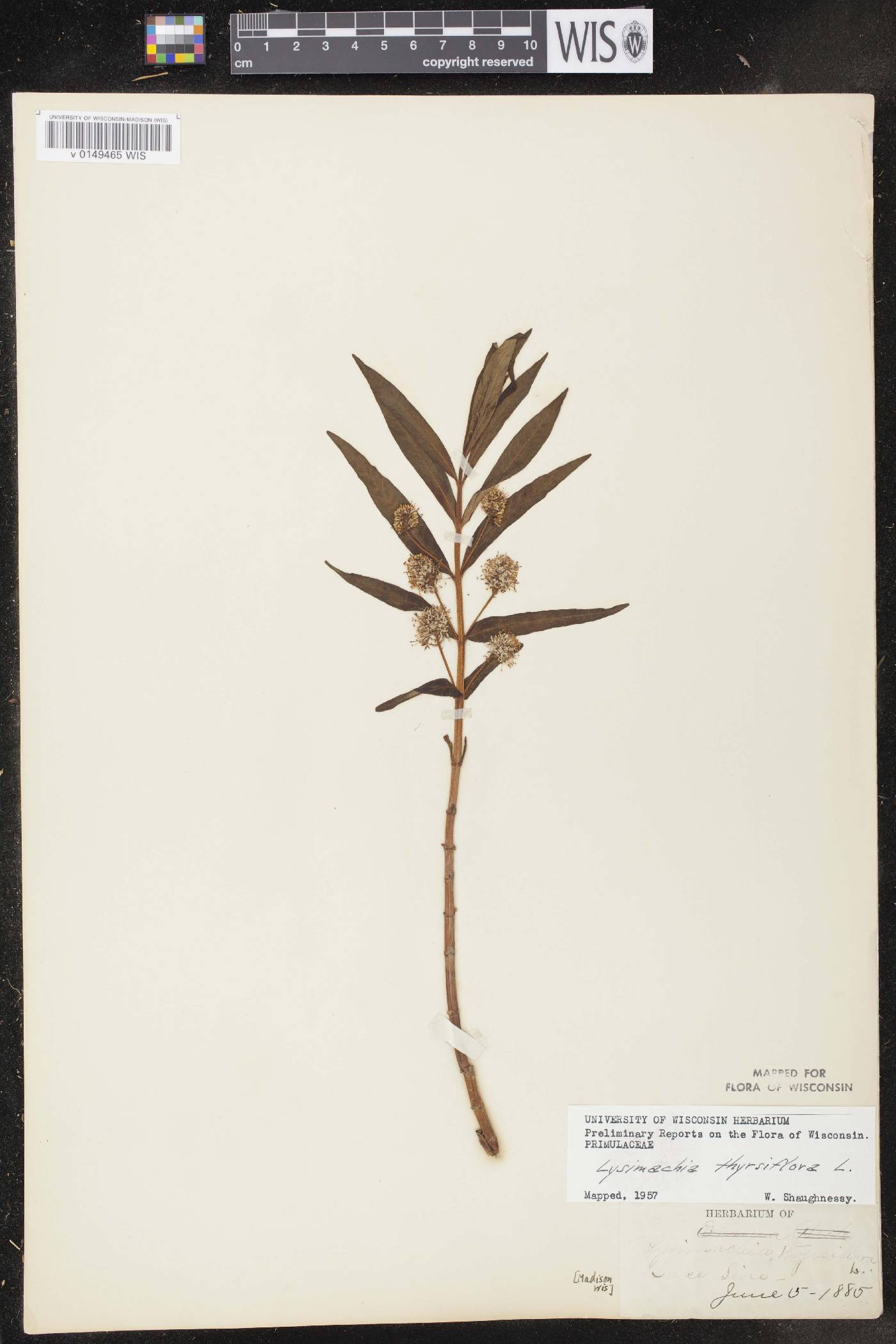 Lysimachia thyrsiflora image
