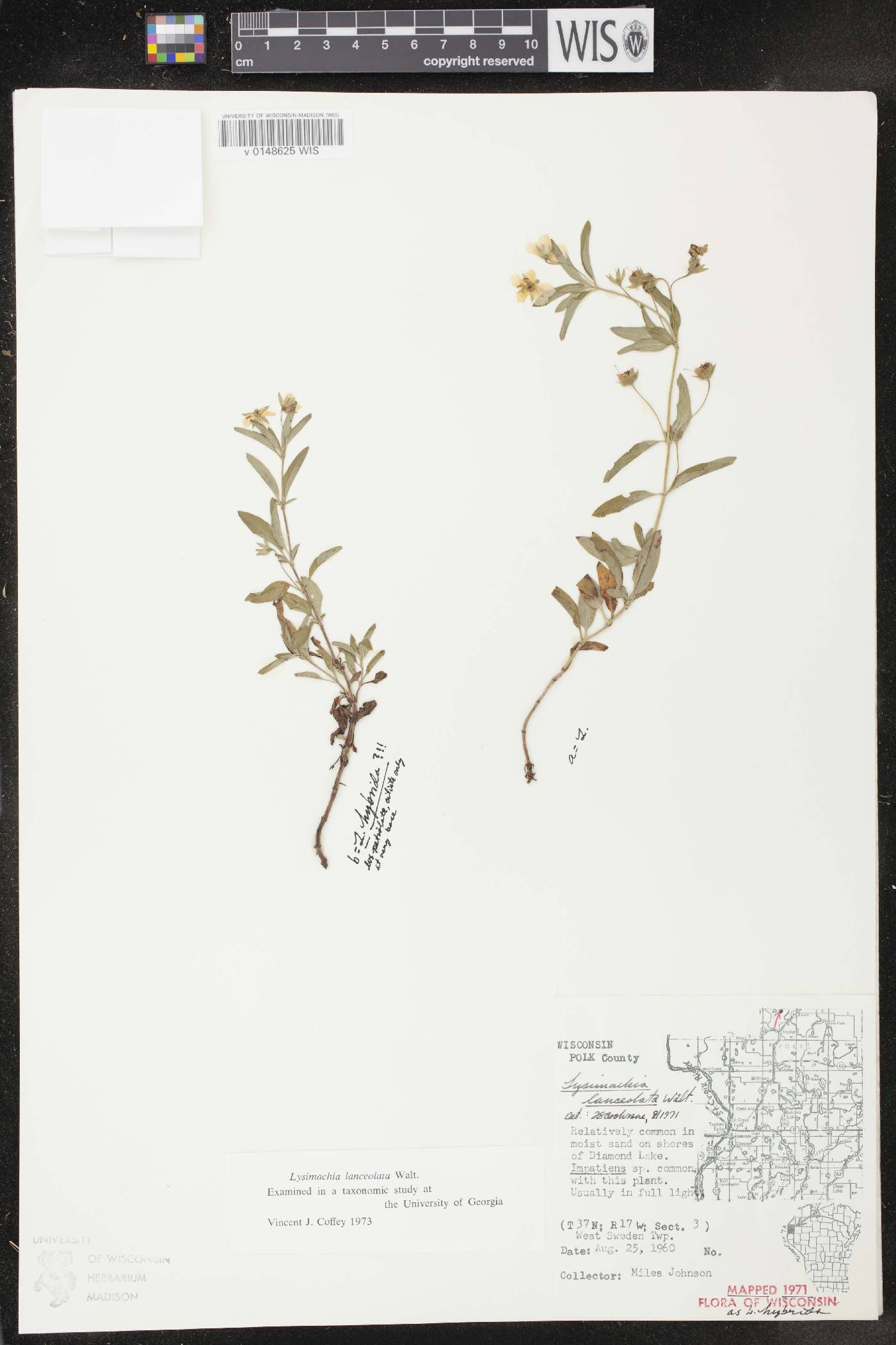 Lysimachia hybrida image