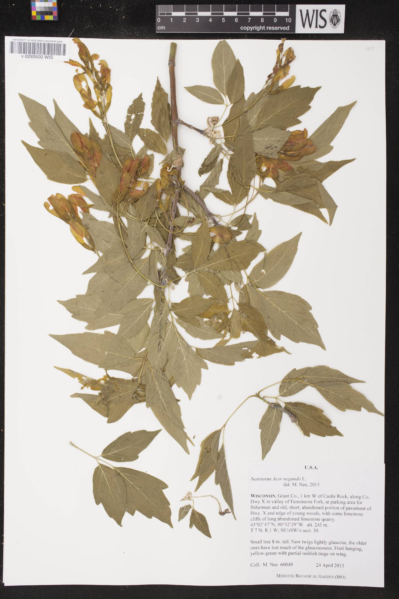 Acer negundo image