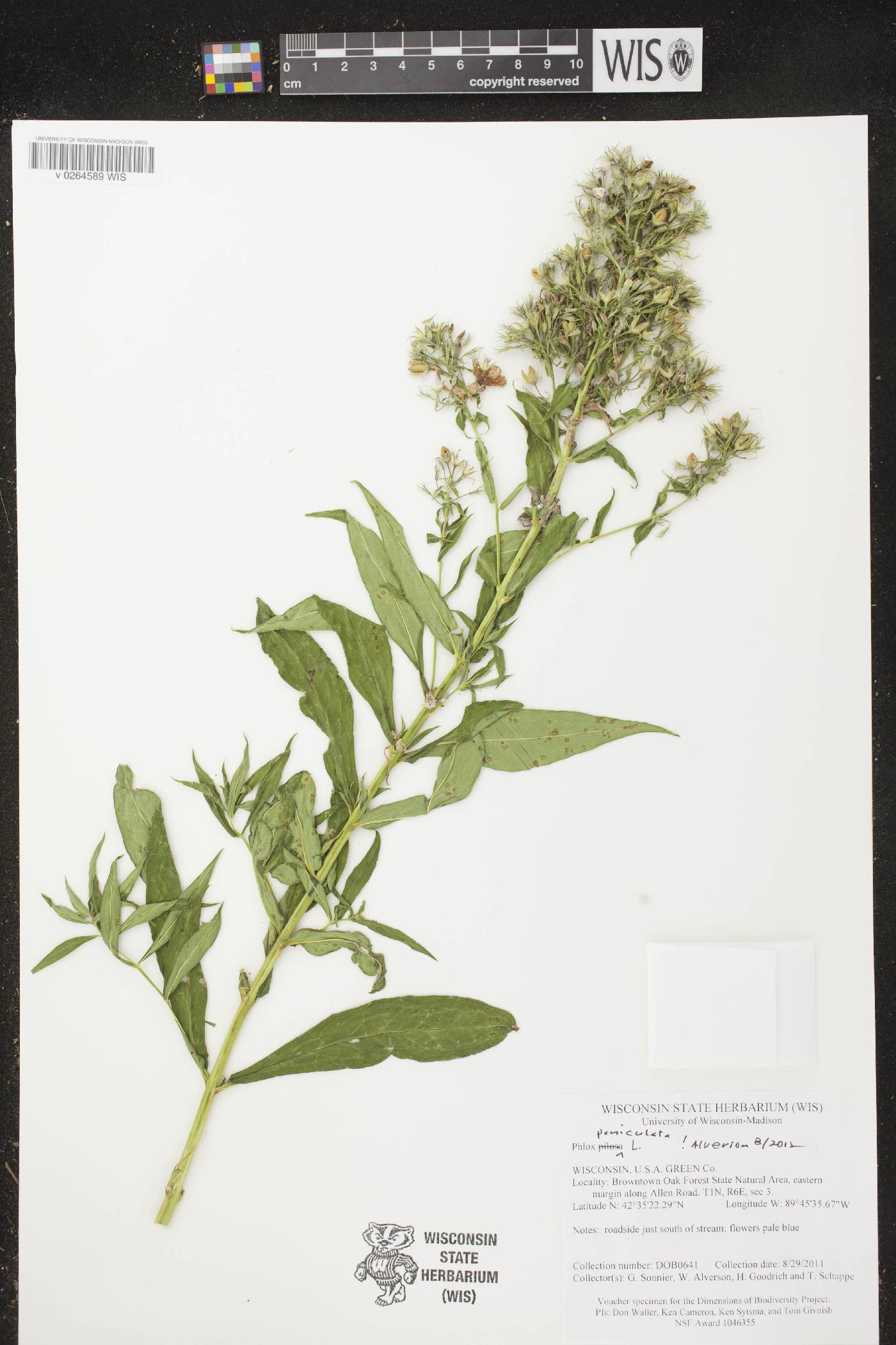 Phlox paniculata image