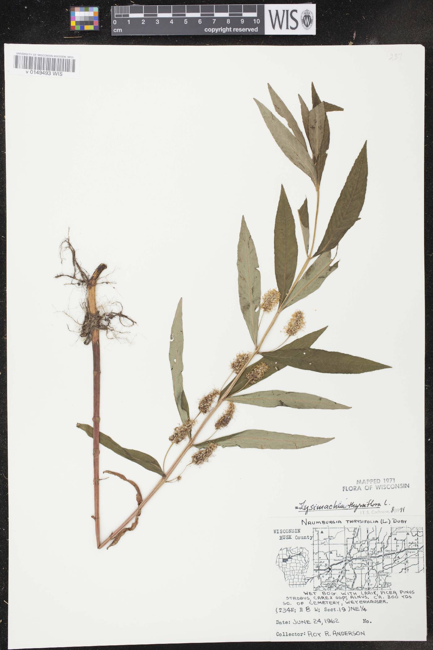Lysimachia thyrsiflora image