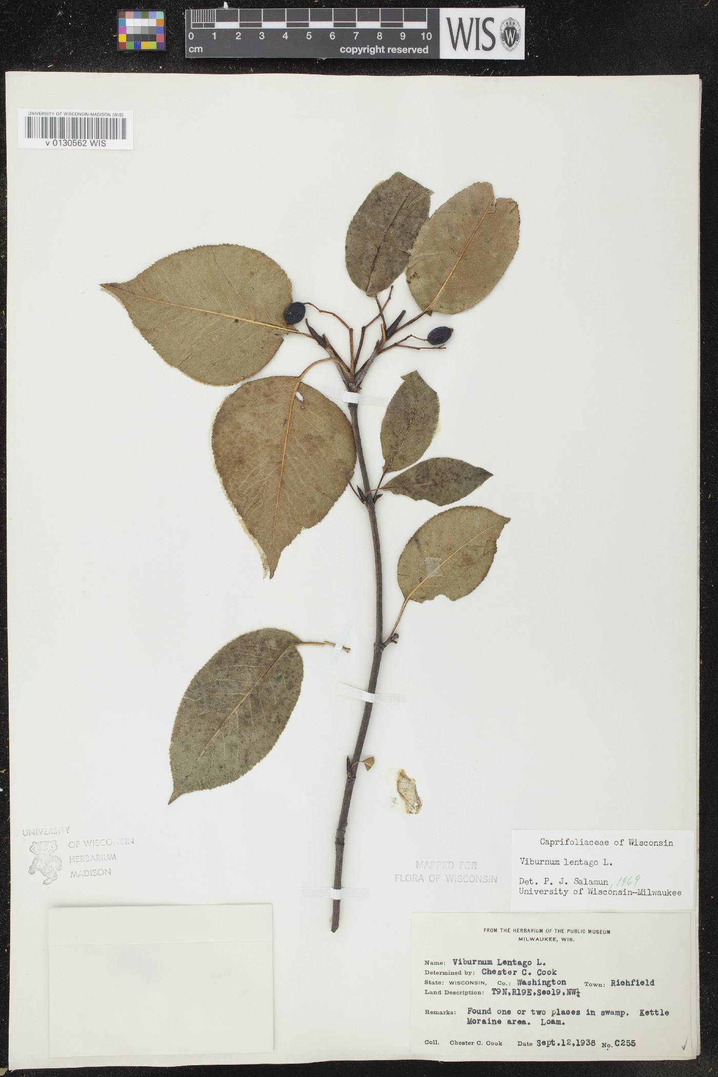 Viburnum lentago image