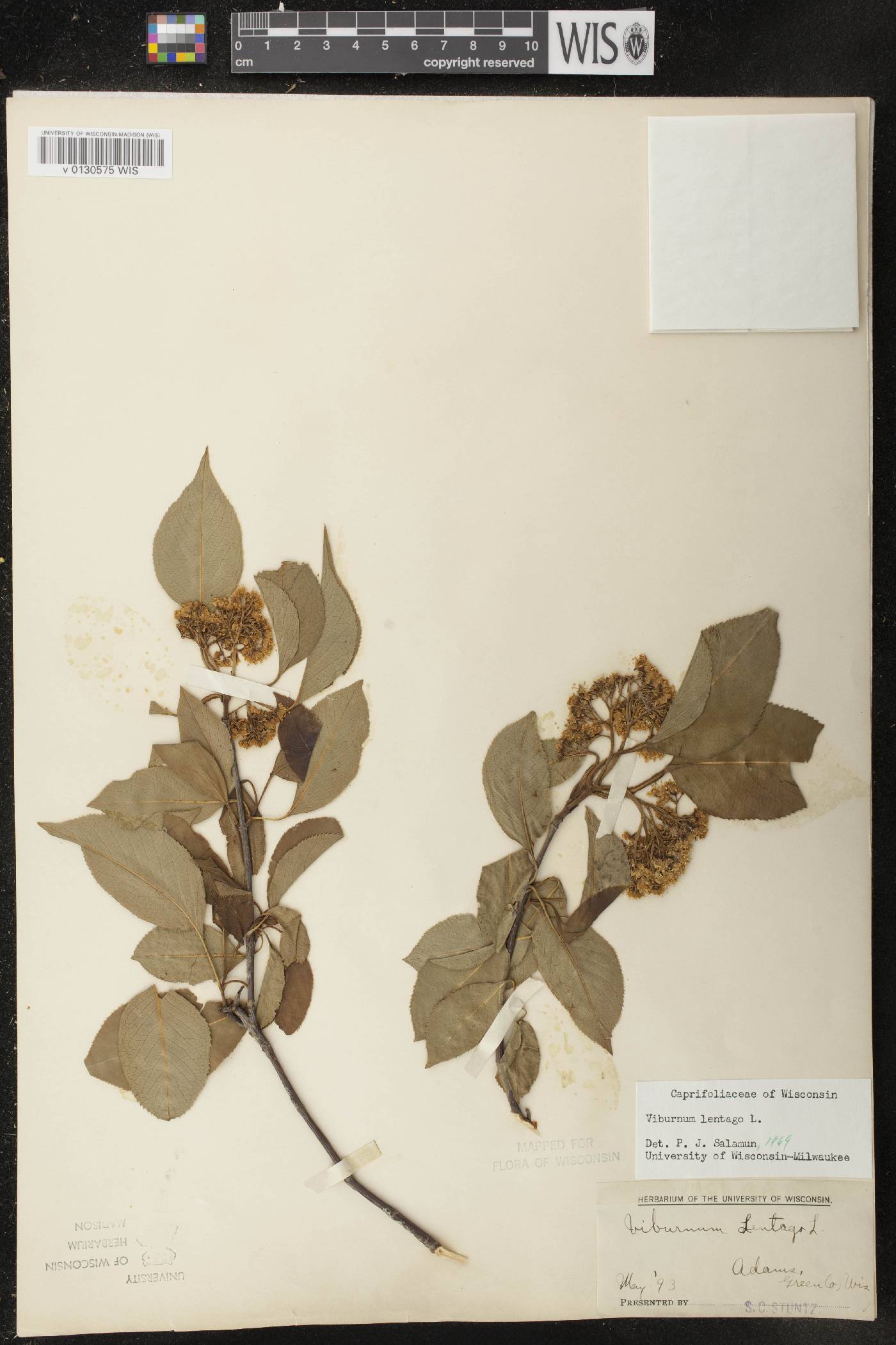 Viburnum lentago image
