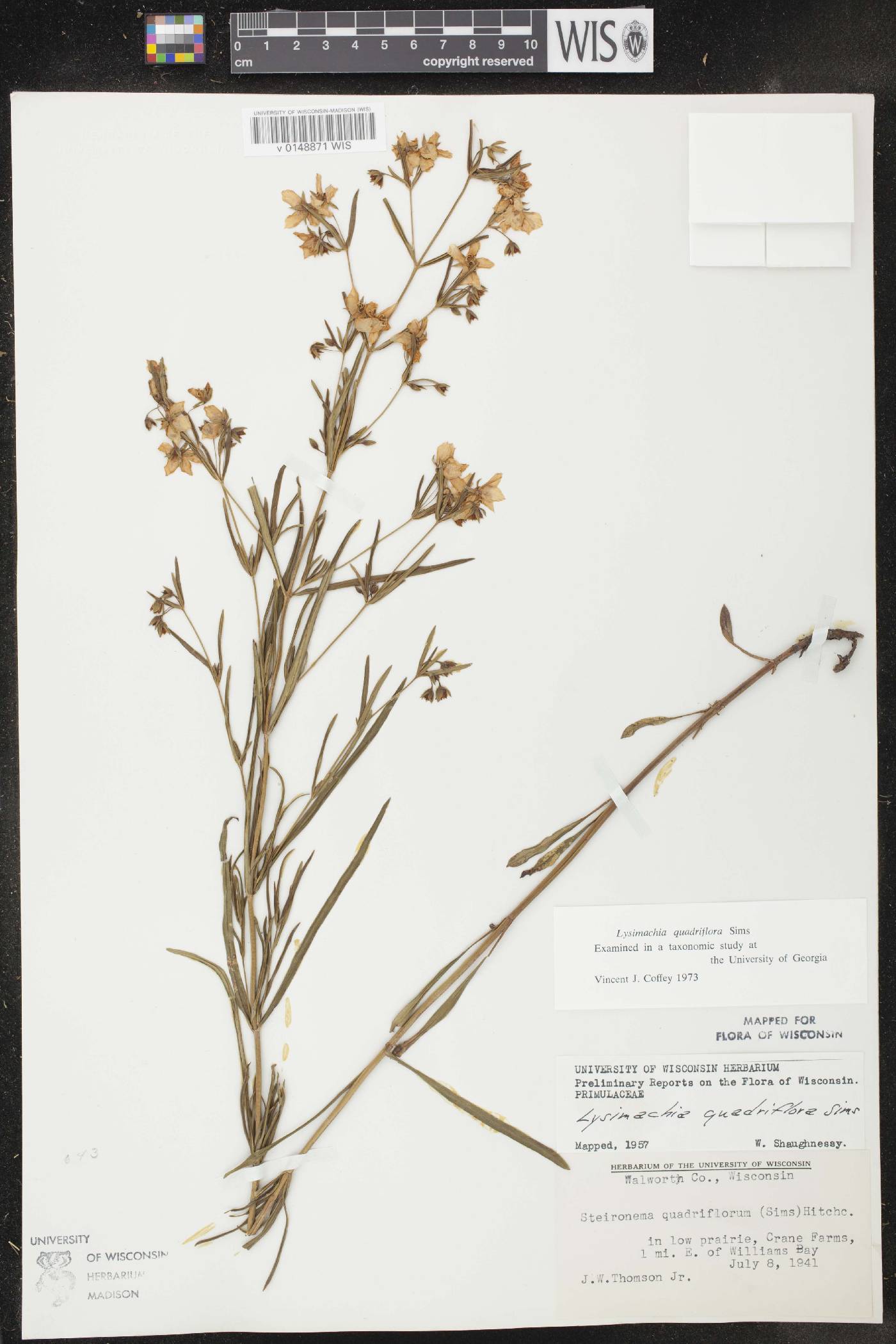 Lysimachia quadriflora image