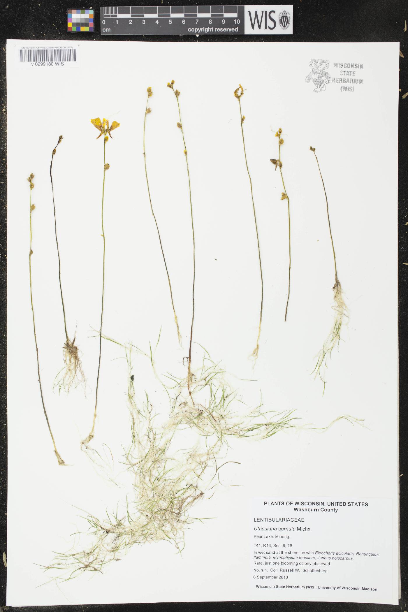 Utricularia cornuta image
