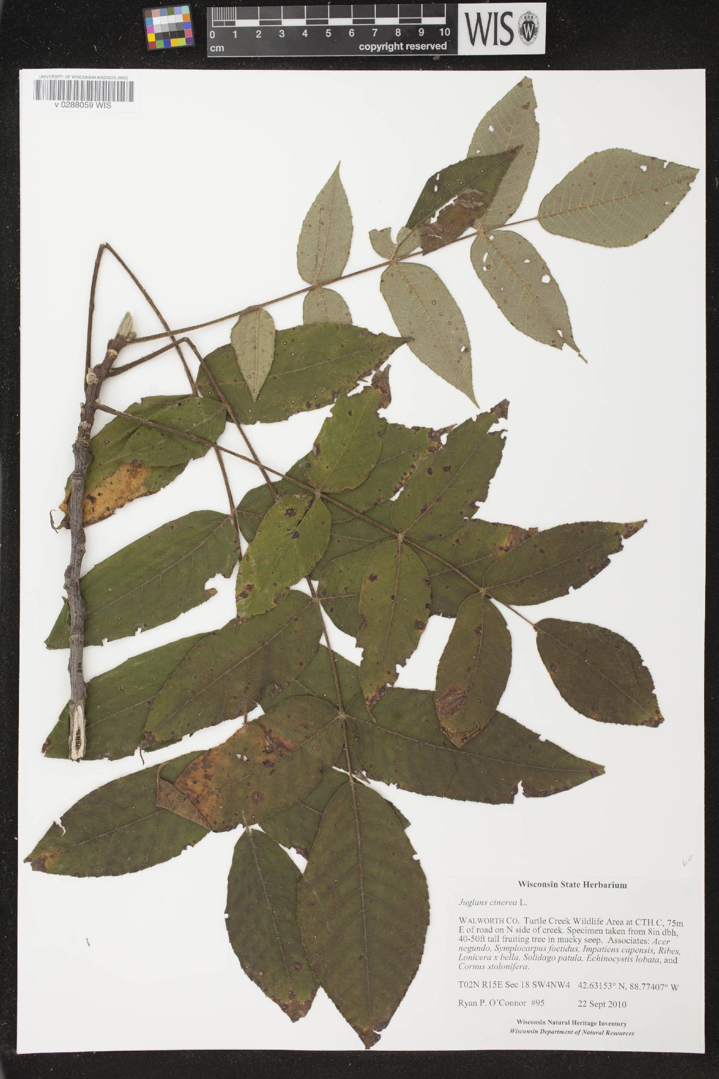 Juglans cinerea image