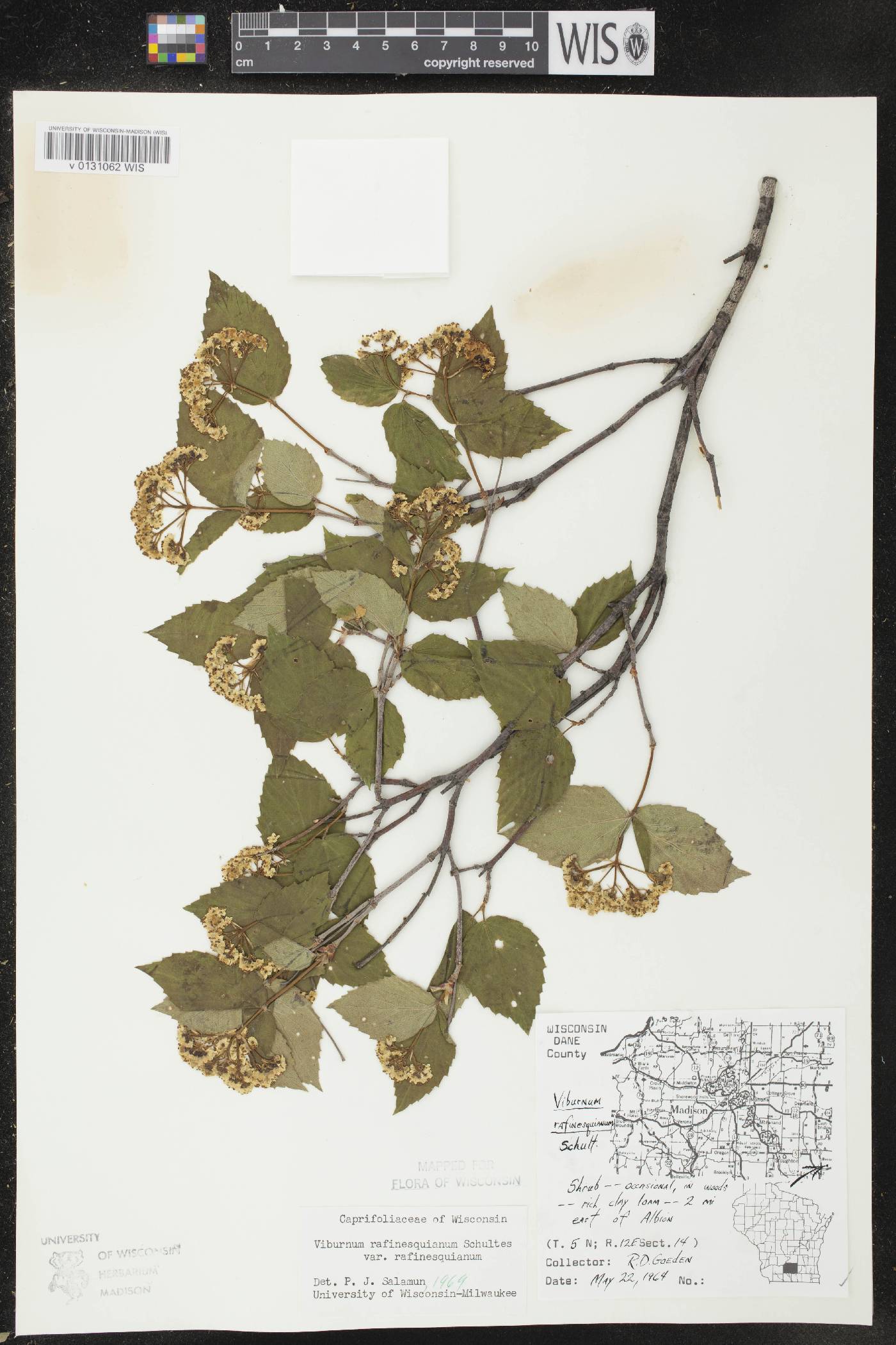 Viburnum rafinesquianum var. rafinesquianum image