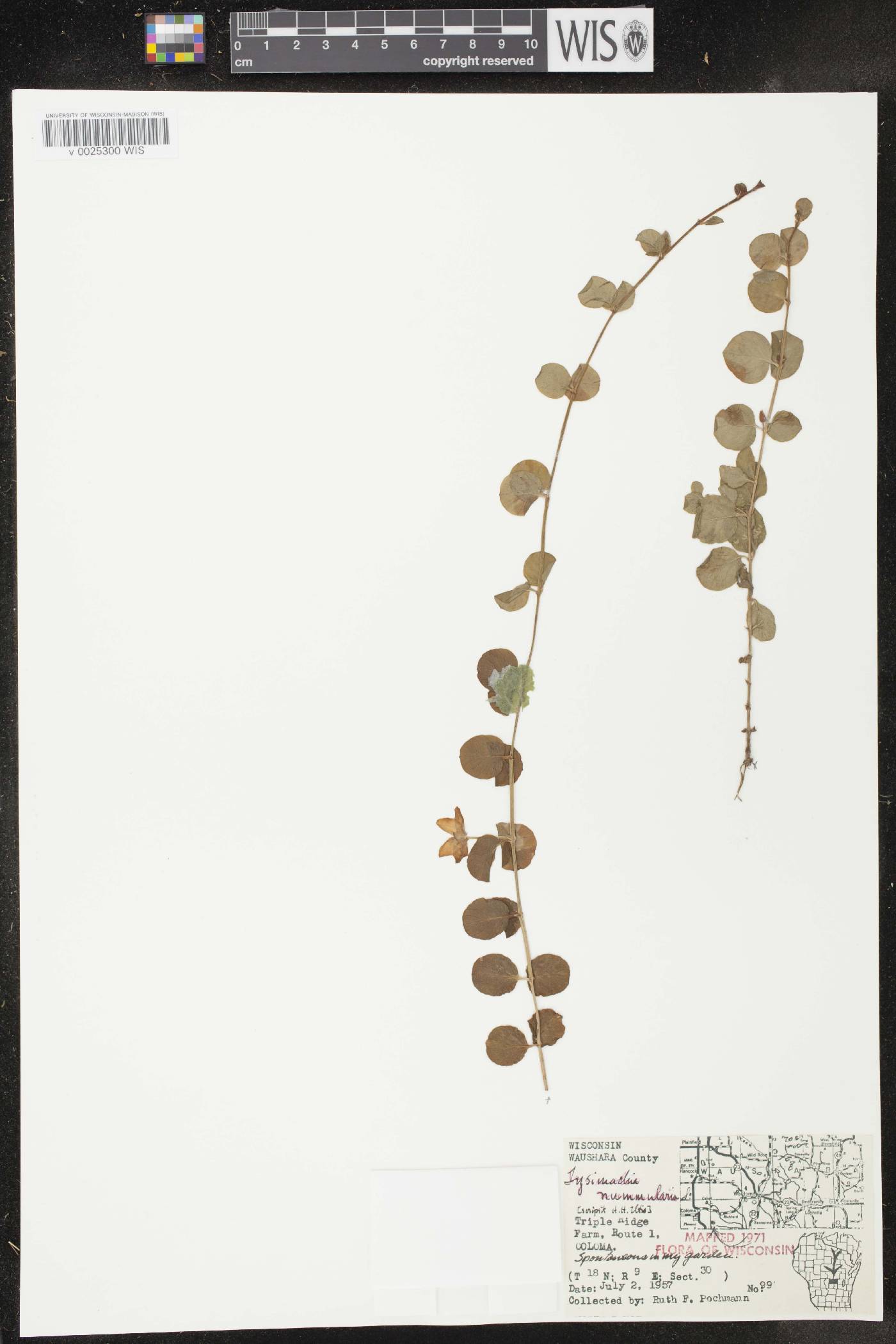 Lysimachia nummularia image