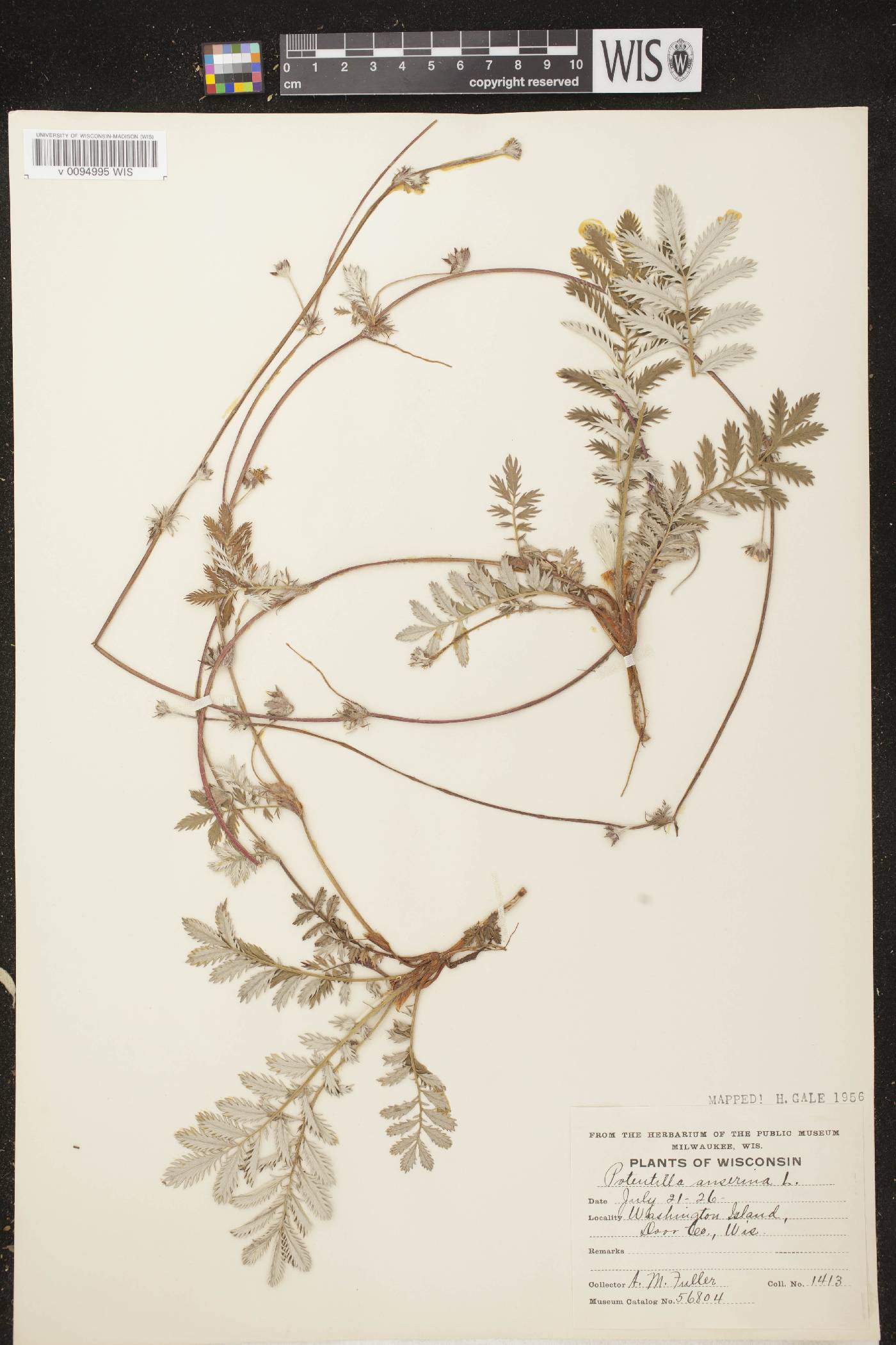 Potentilla anserina subsp. anserina image