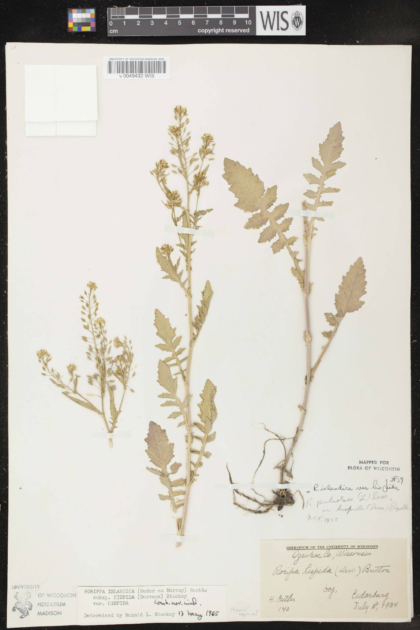 Rorippa palustris subsp. hispida image