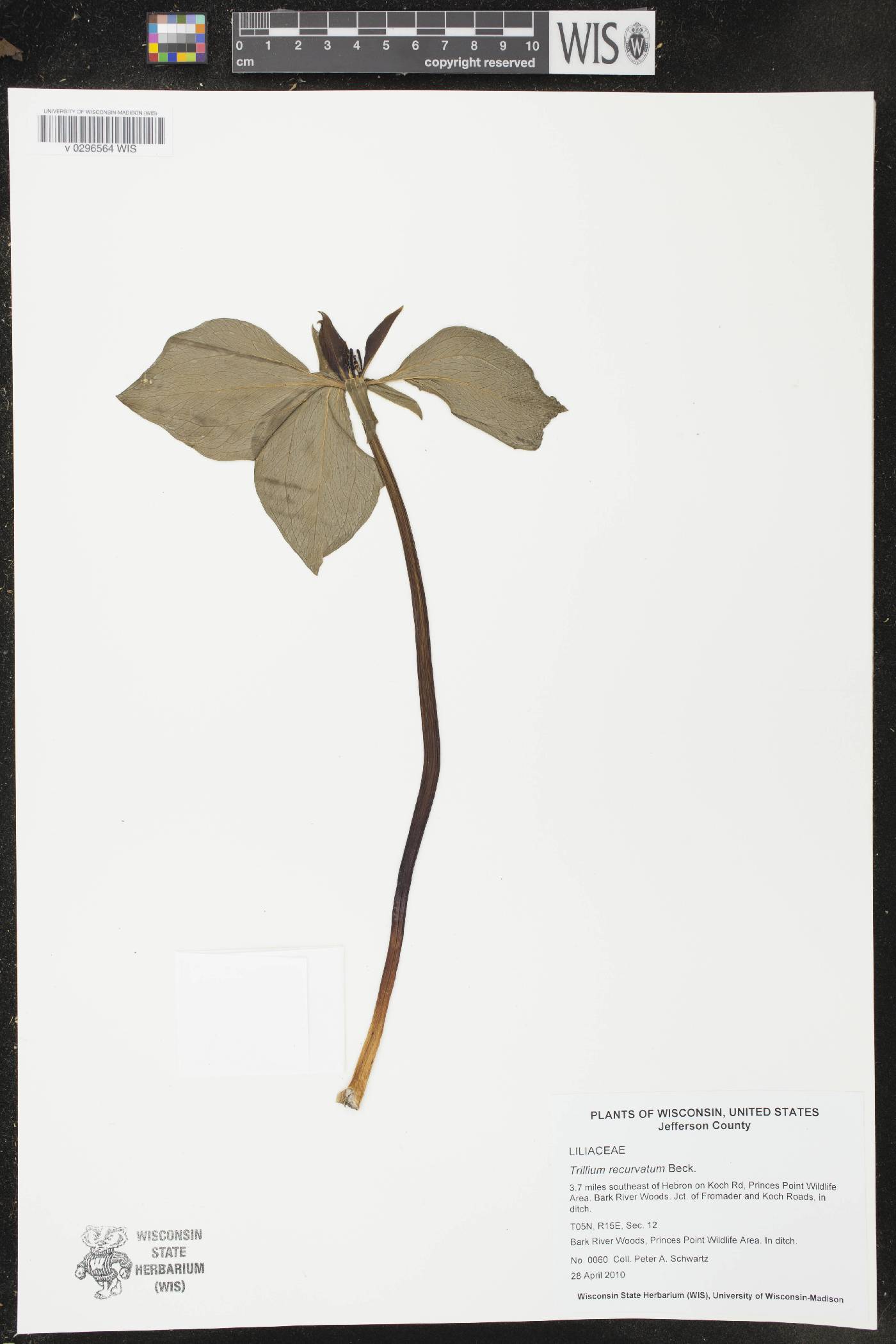 Trillium recurvatum image