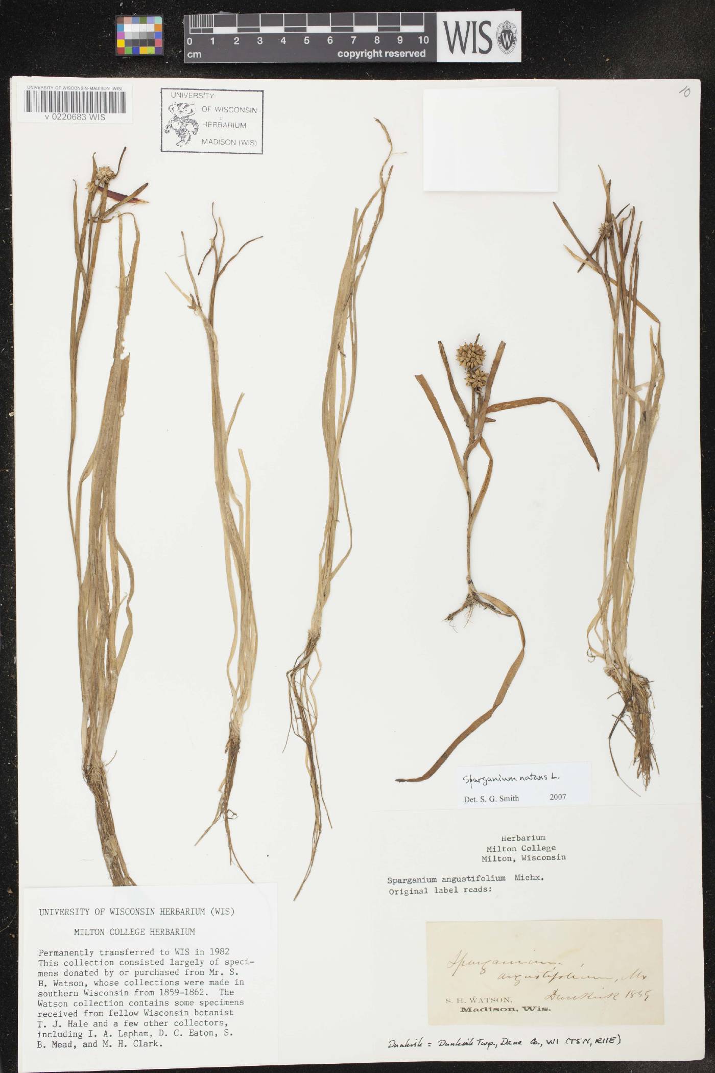 Sparganium natans image