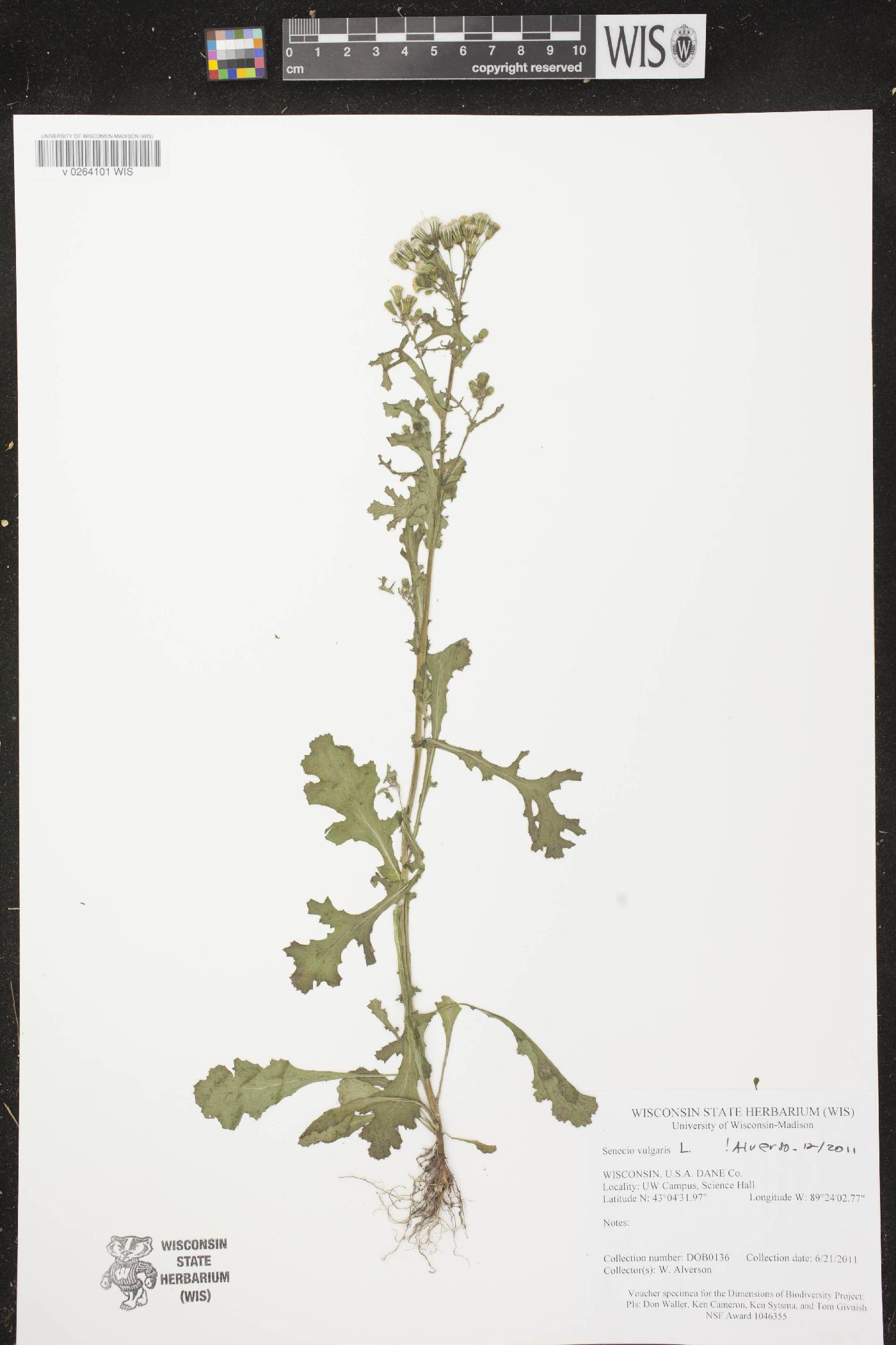 Senecio vulgaris image