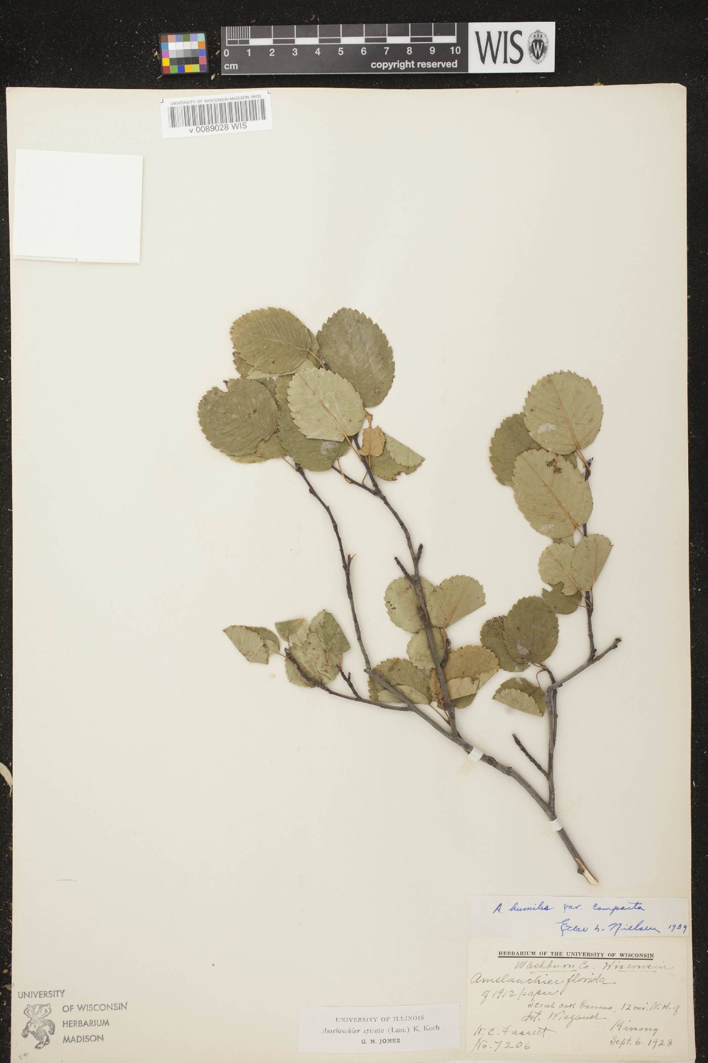 Amelanchier spicata image