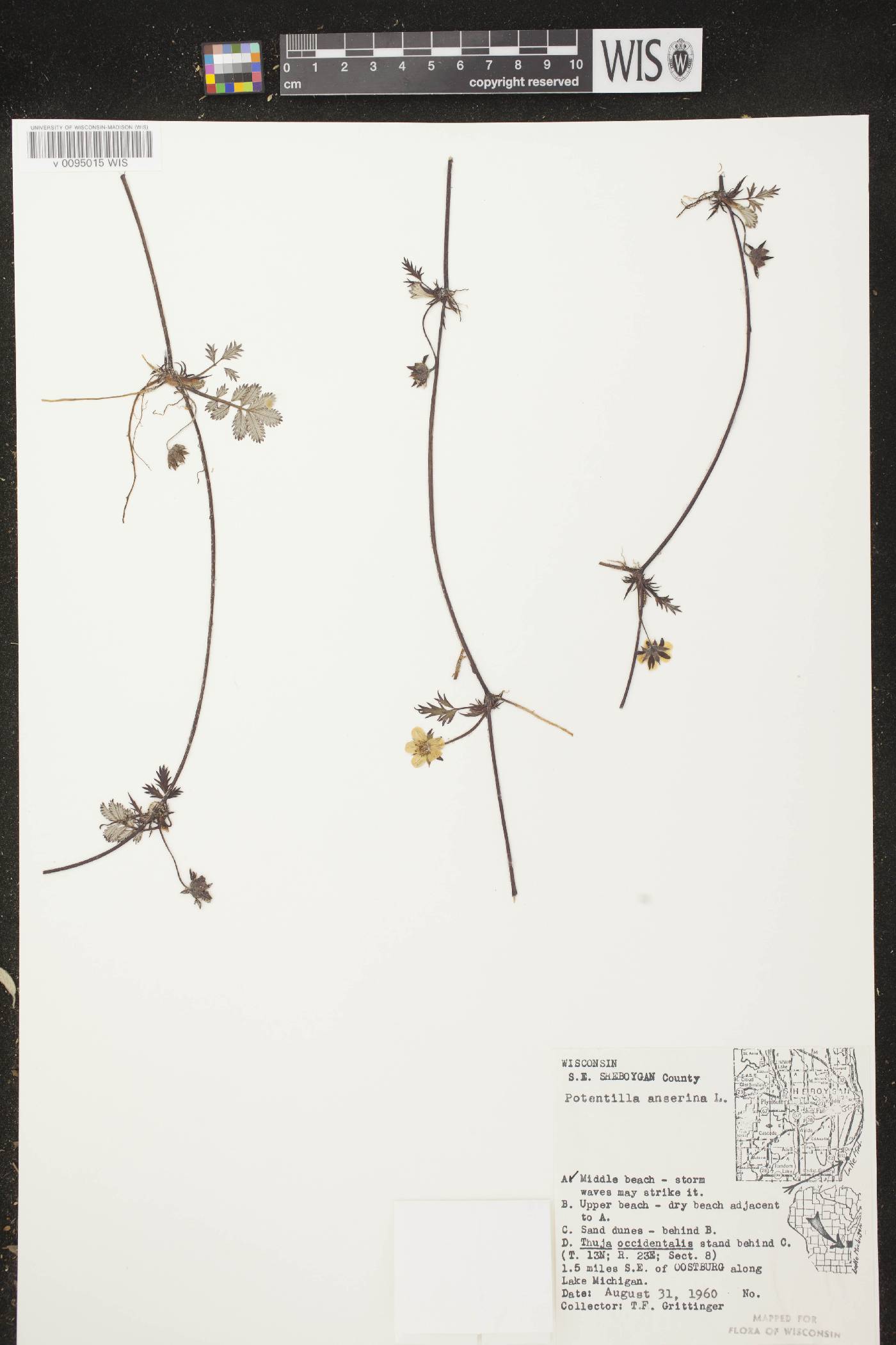 Potentilla anserina subsp. anserina image