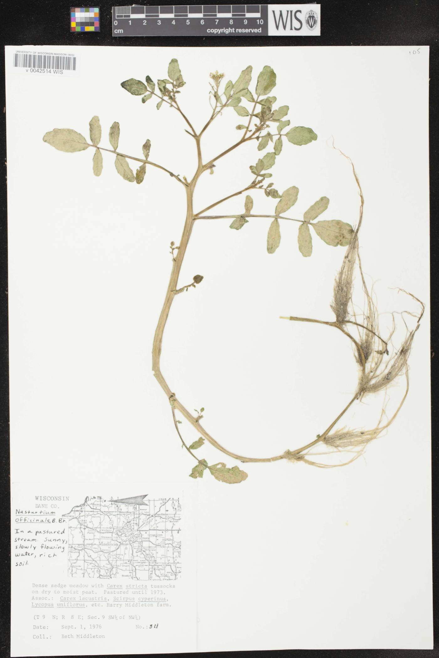 Nasturtium officinale image
