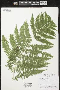 Image of Athyrium filix-femina