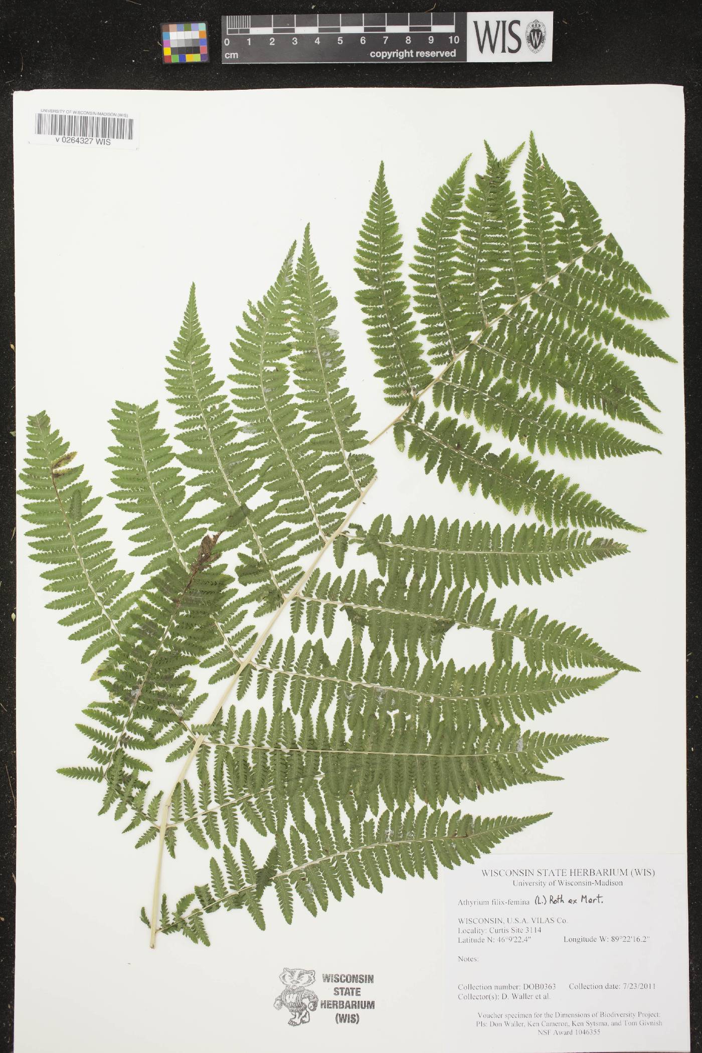 Athyrium filix-femina image