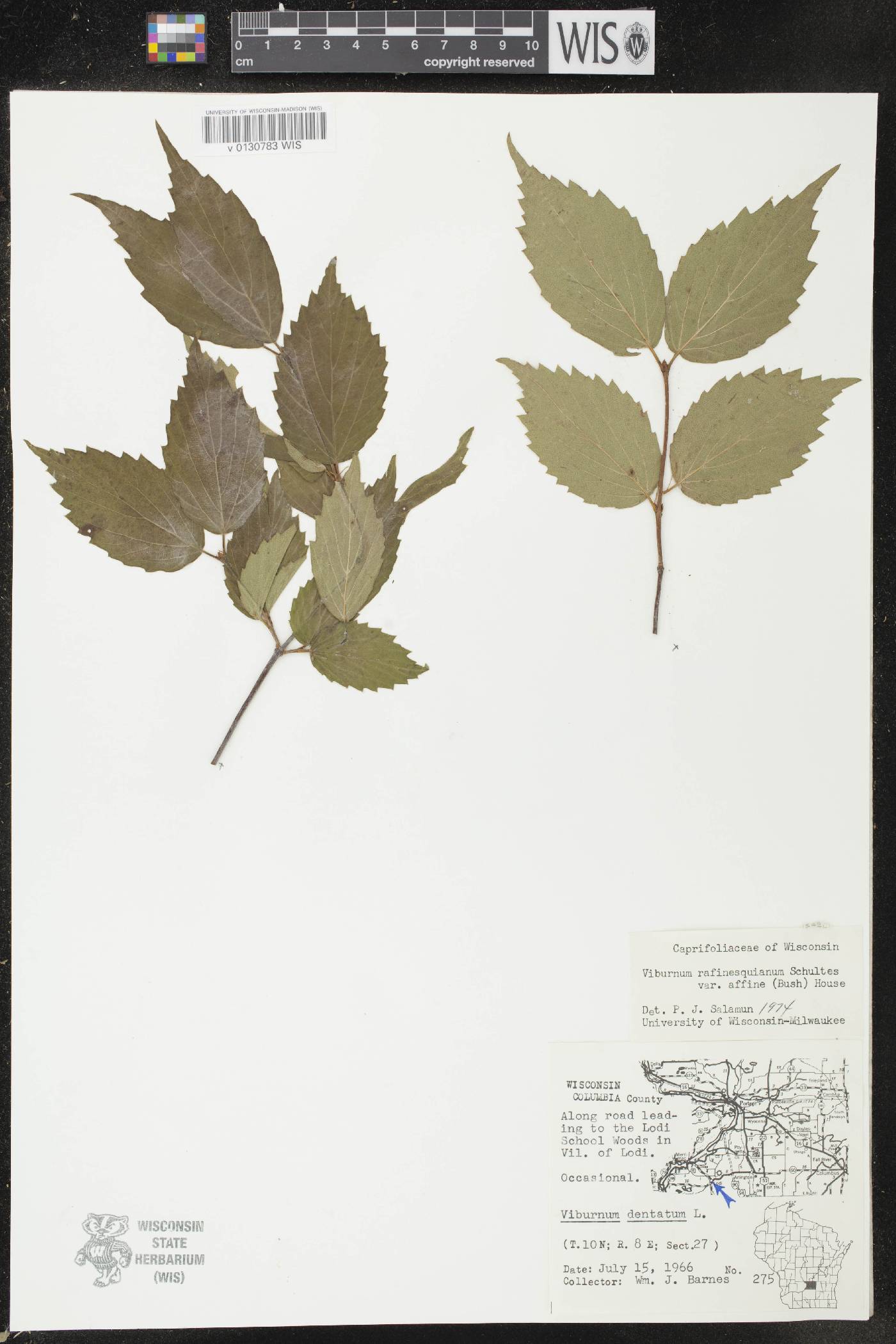 Viburnum rafinesquianum image