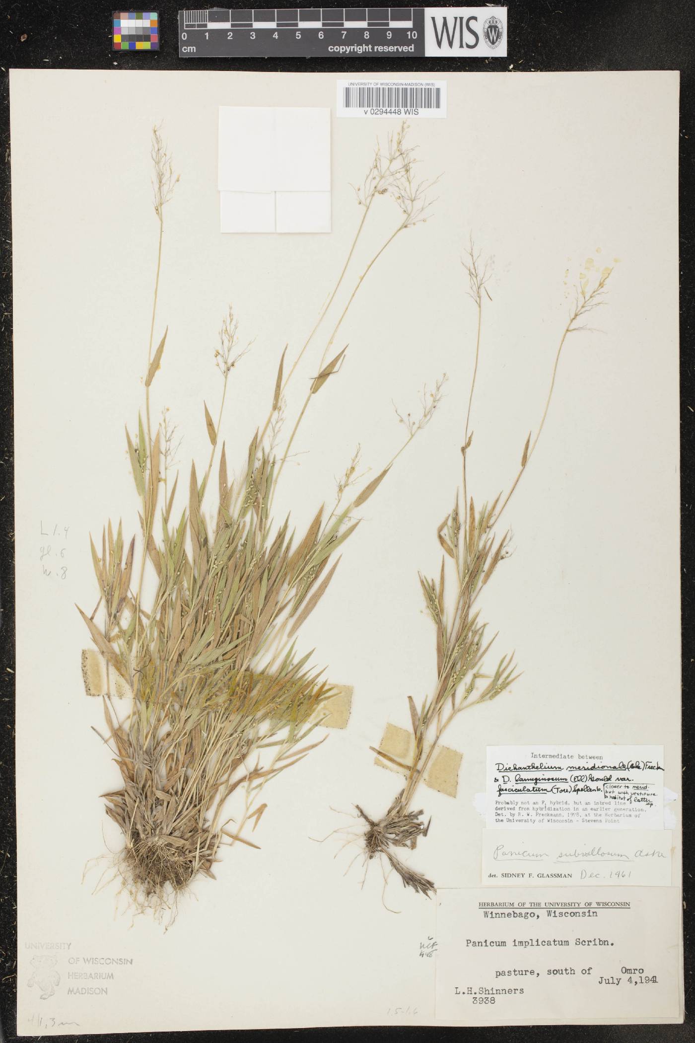 Dichanthelium acuminatum var. fasciculatum image