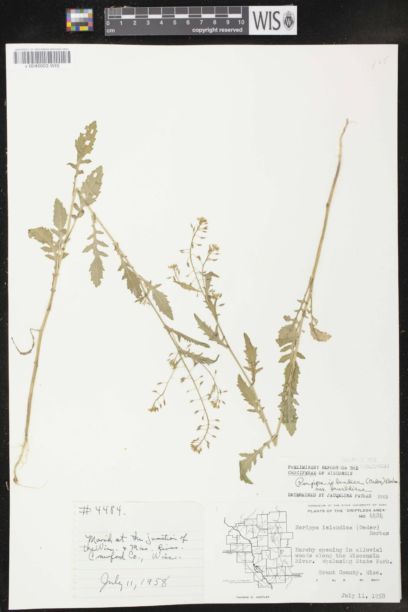 Rorippa palustris subsp. palustris image