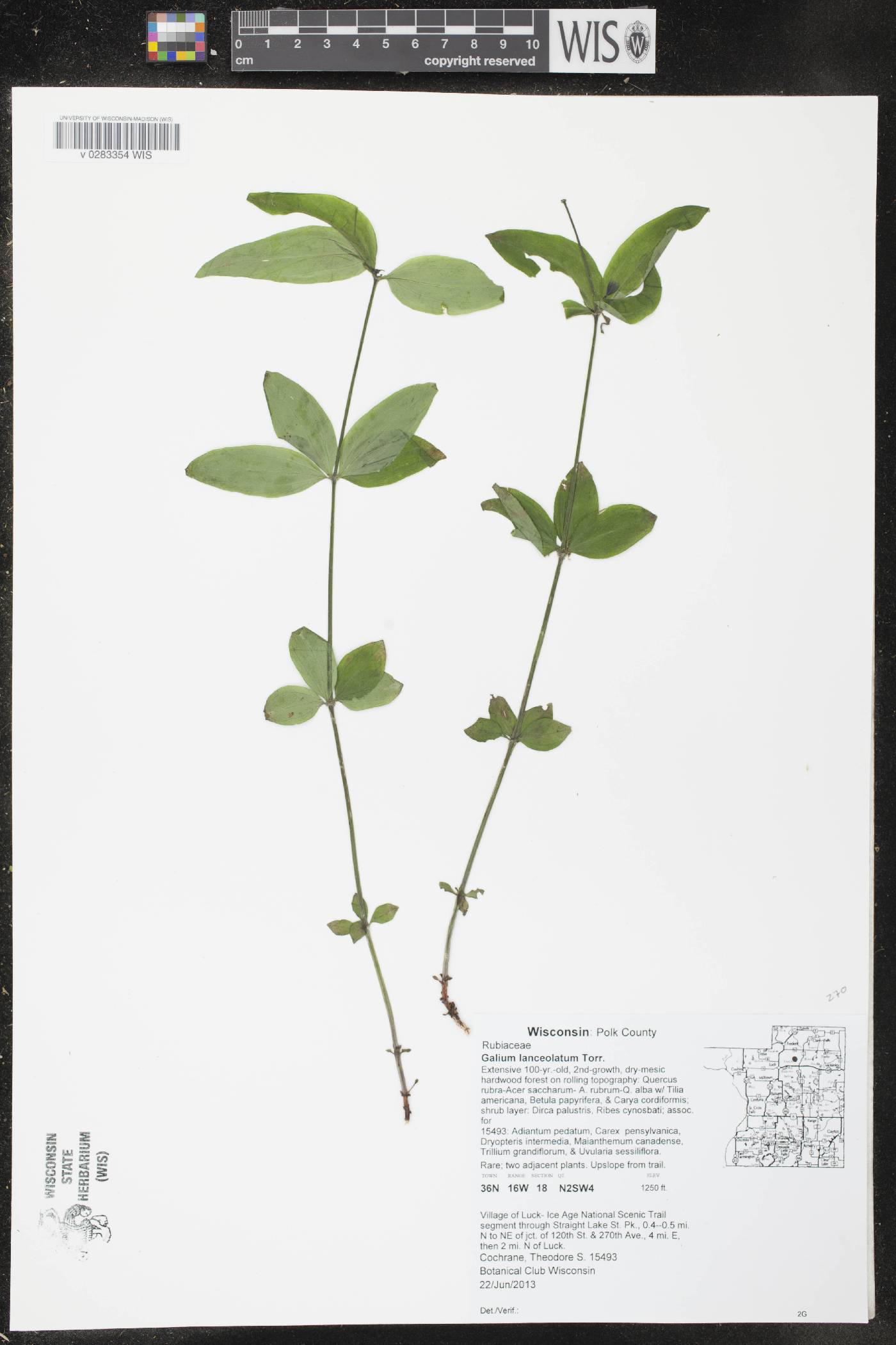 Galium lanceolatum image