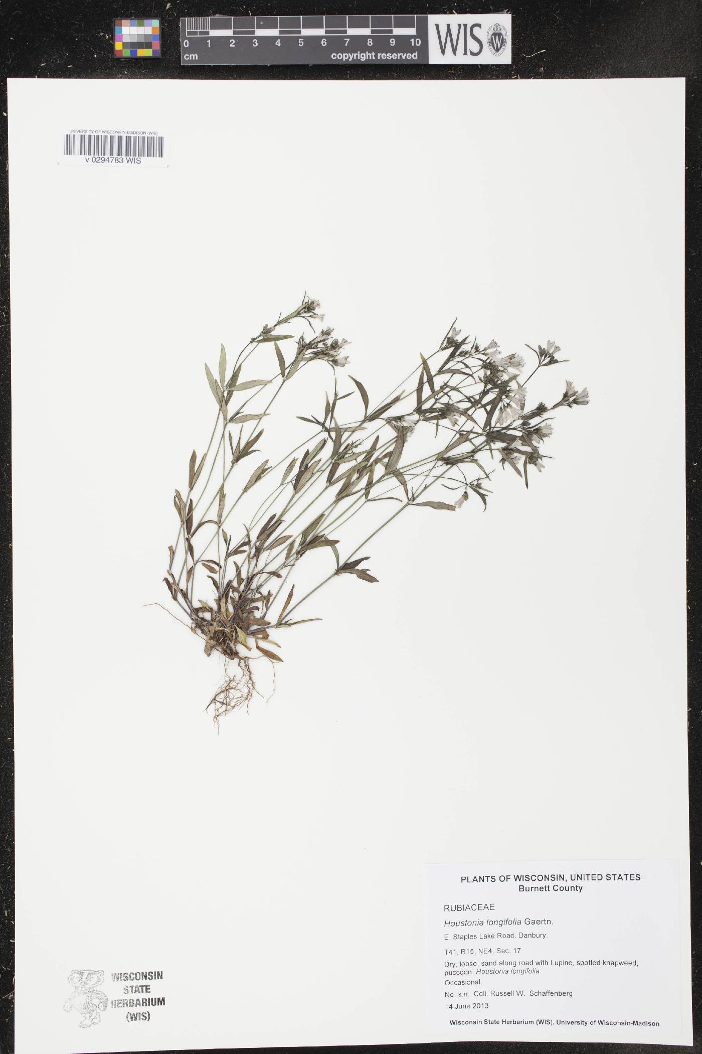 Houstonia longifolia image