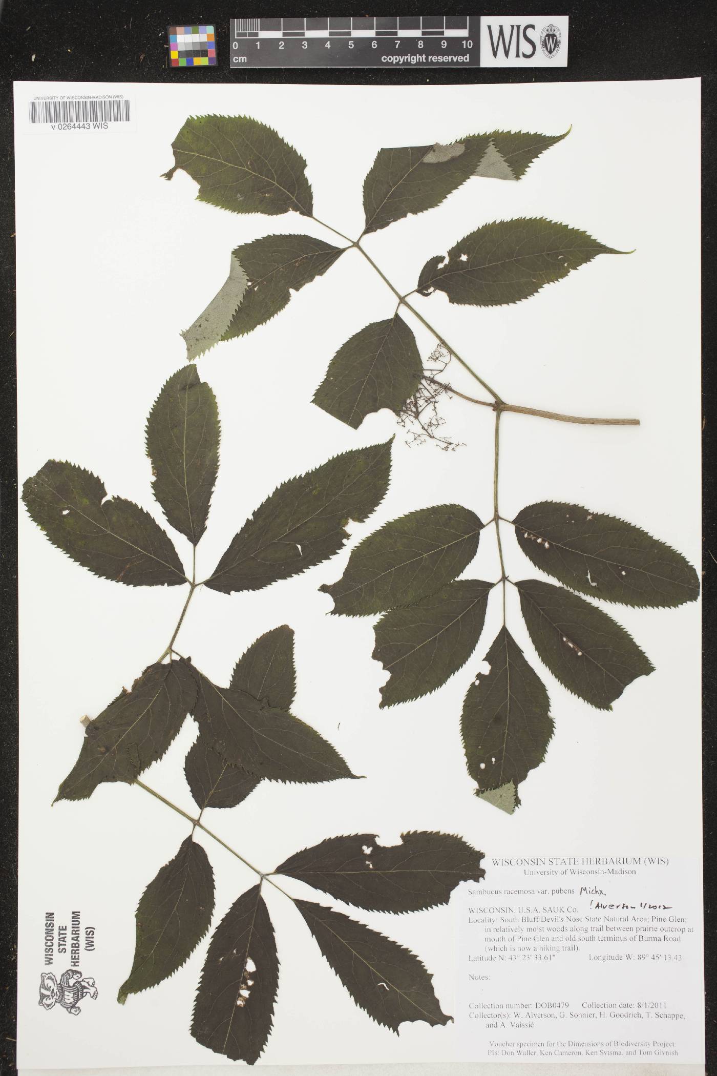 Sambucus racemosa image