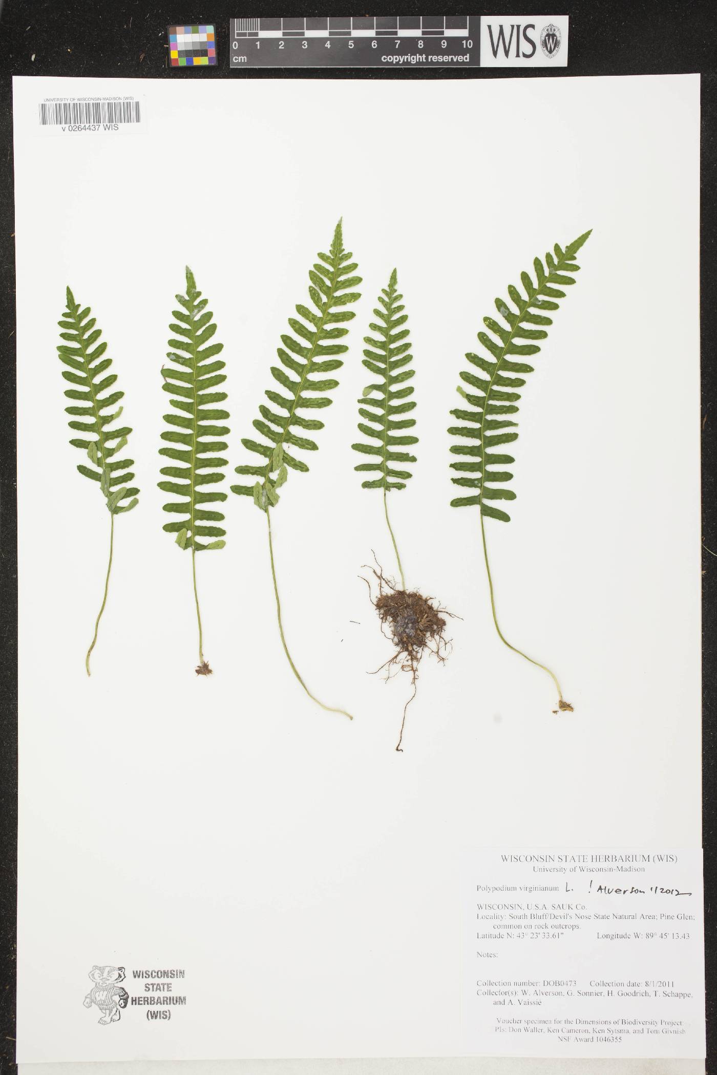 Polypodium virginianum image